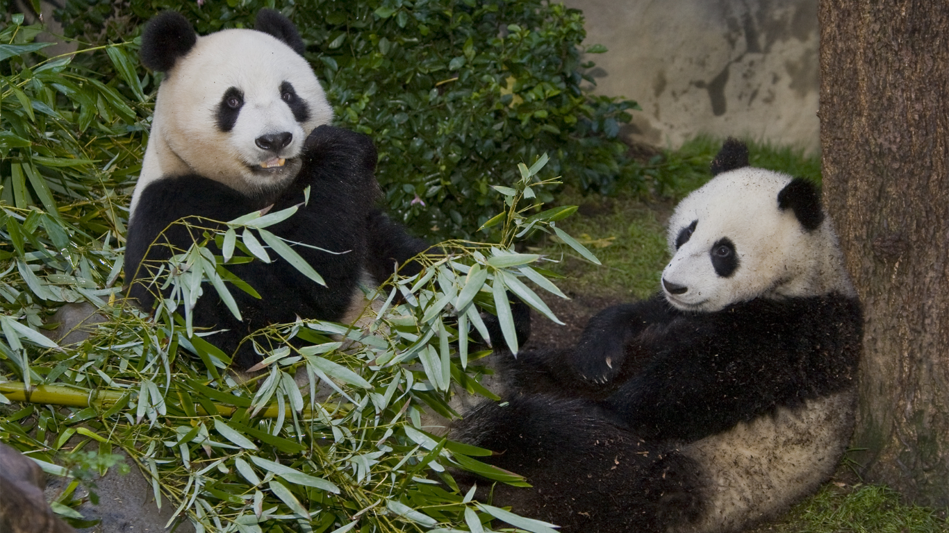 California Is All In Awe With The Newly Shifted Chinese Pandas!