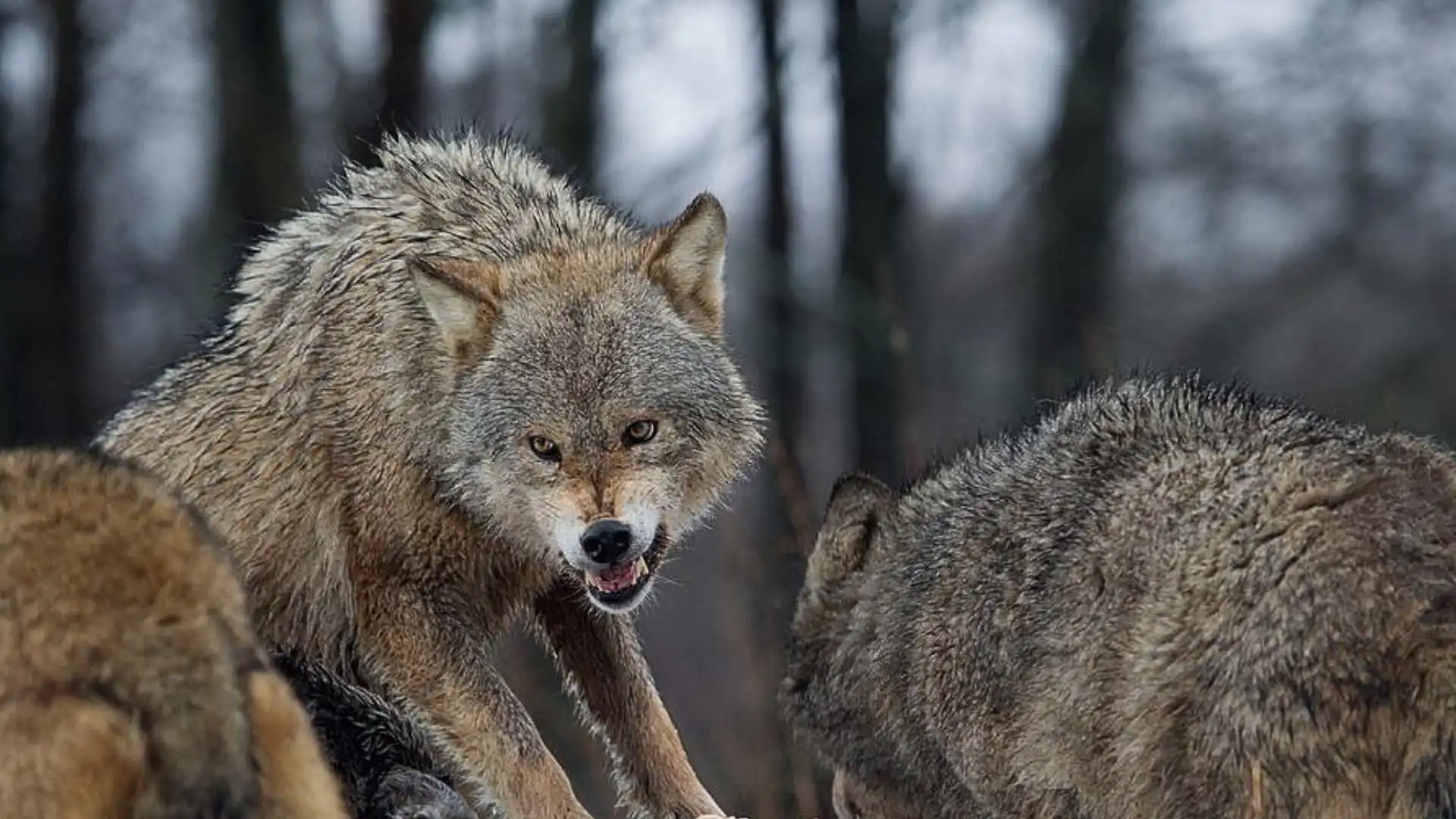 Uttar Pradesh’s Bahraich Reports Seven Deaths From Wolf Attacks