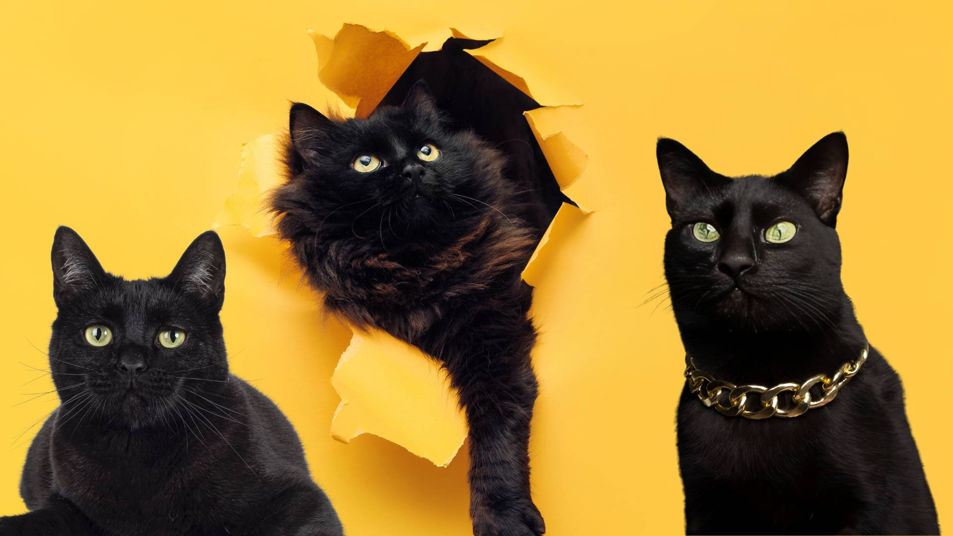 Schwarze-Katzen-Wertschätzungs-Tag Feiern: Die Mystik Und Den Charme Unserer Katzenfreunde Entschlüsseln