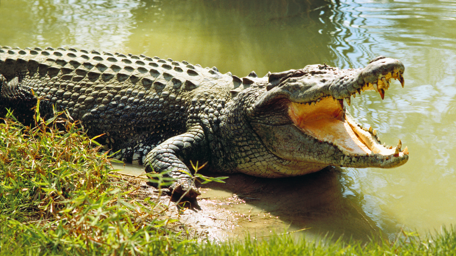 Crocodile Killed By Authorities After 40-Year-Old Man Was Dragged In Water While He Was Fishing With Kids