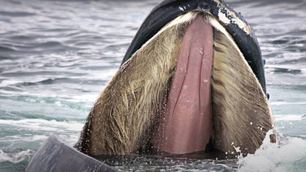 blue whales Tongue