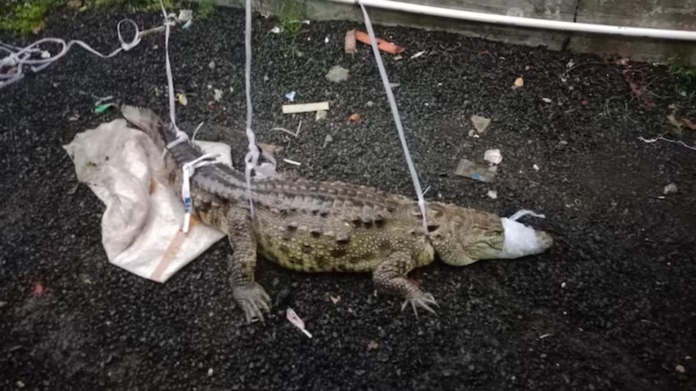 Crocodile Crisis in Vadodara: Monsoon Floods Bring Reptiles Into the City Amid Incessant Rainfall