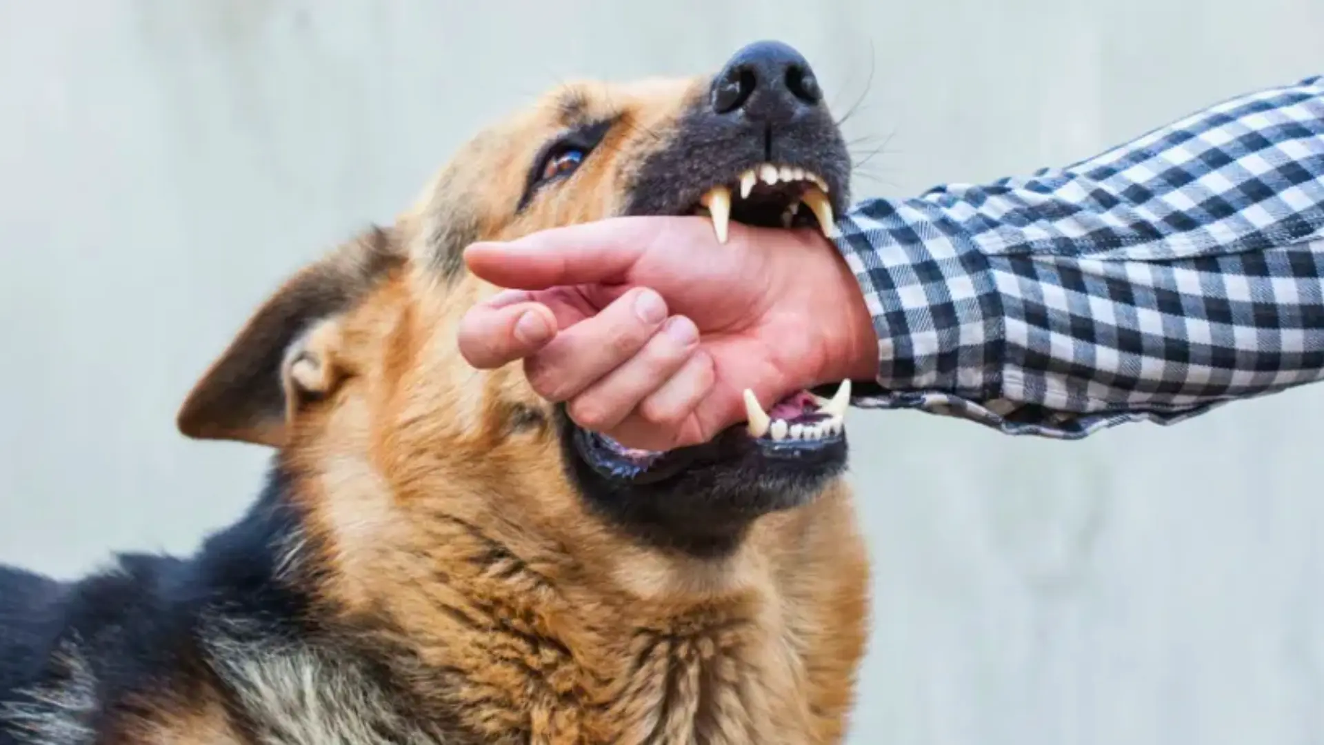 Madhya Pradesh Man Bites Several People, Starts Eating Raw Meat Days After Dog Bite