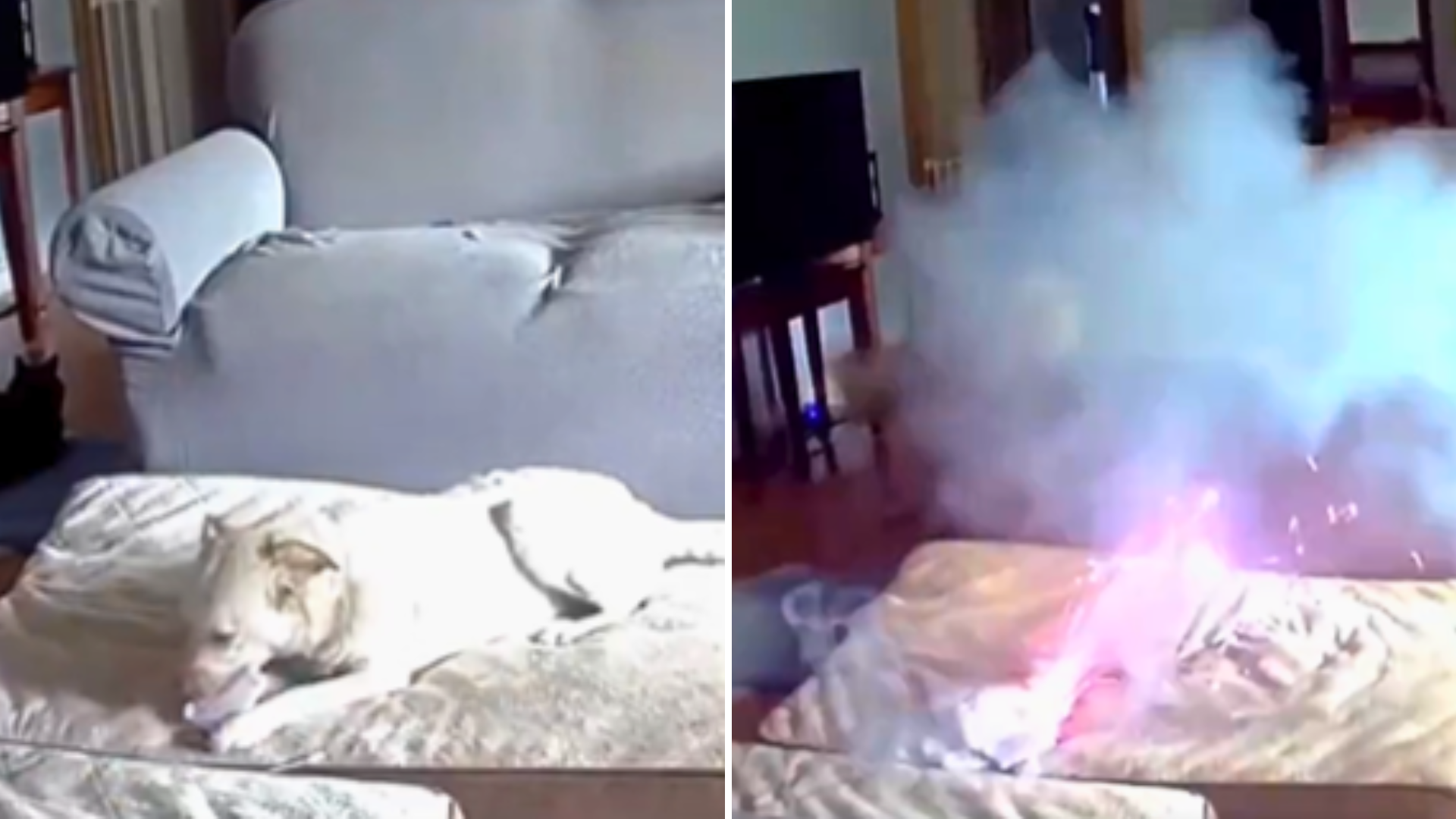 VIRAL: Pet Dog Sparks SEVERE House Fire After Chewing On Portable Lithium-Ion Battery