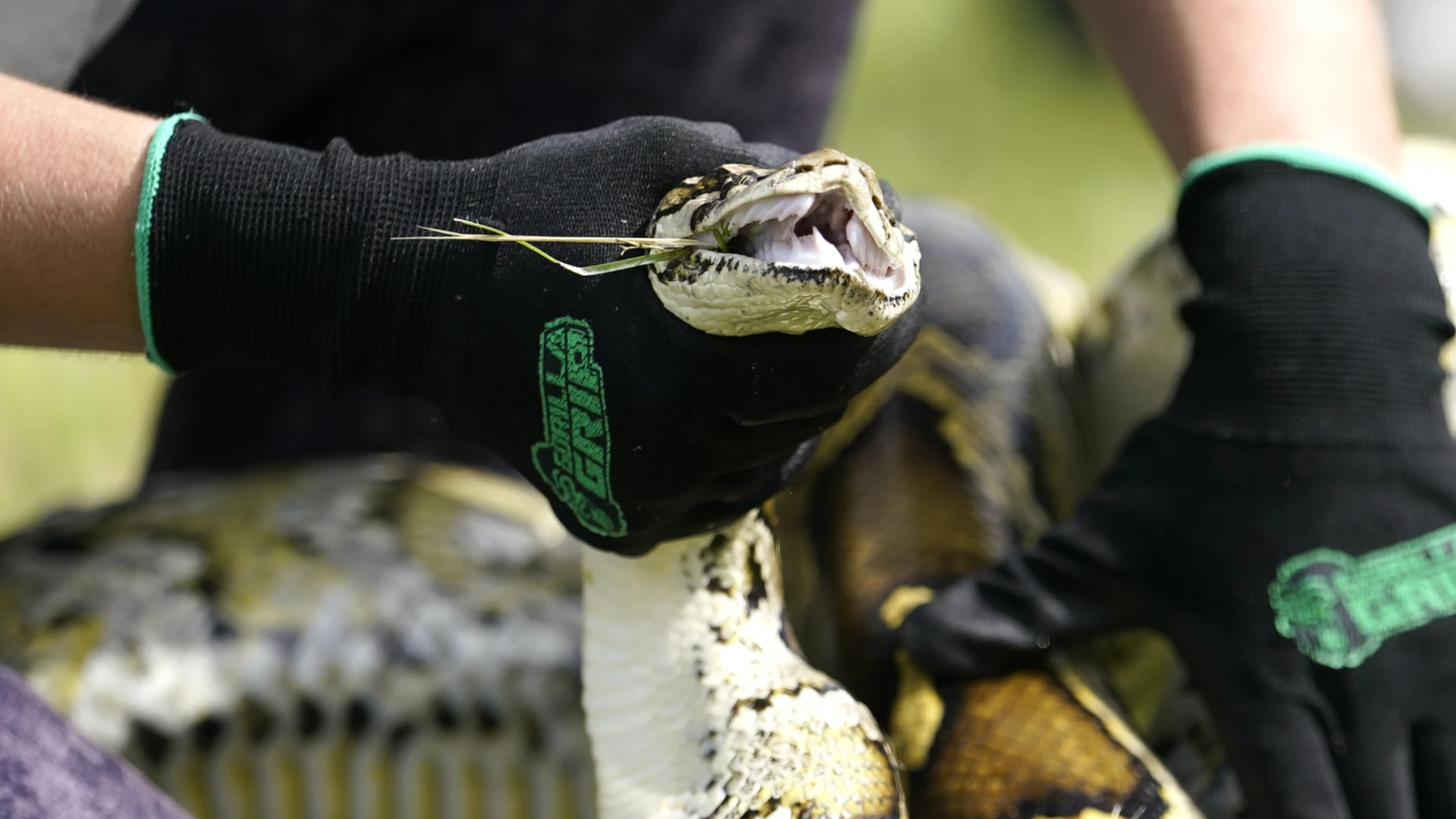 Burmese Pythons Laying 50-100 Eggs Will Be Hunt Down In New Challenge With $10,000 Grand Prize