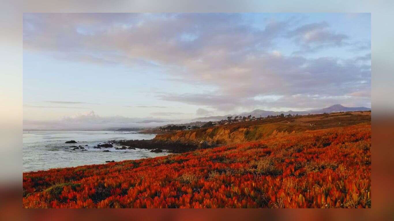 Toxic Tide: How Microplastics And Flooding Threaten Coastal Plants