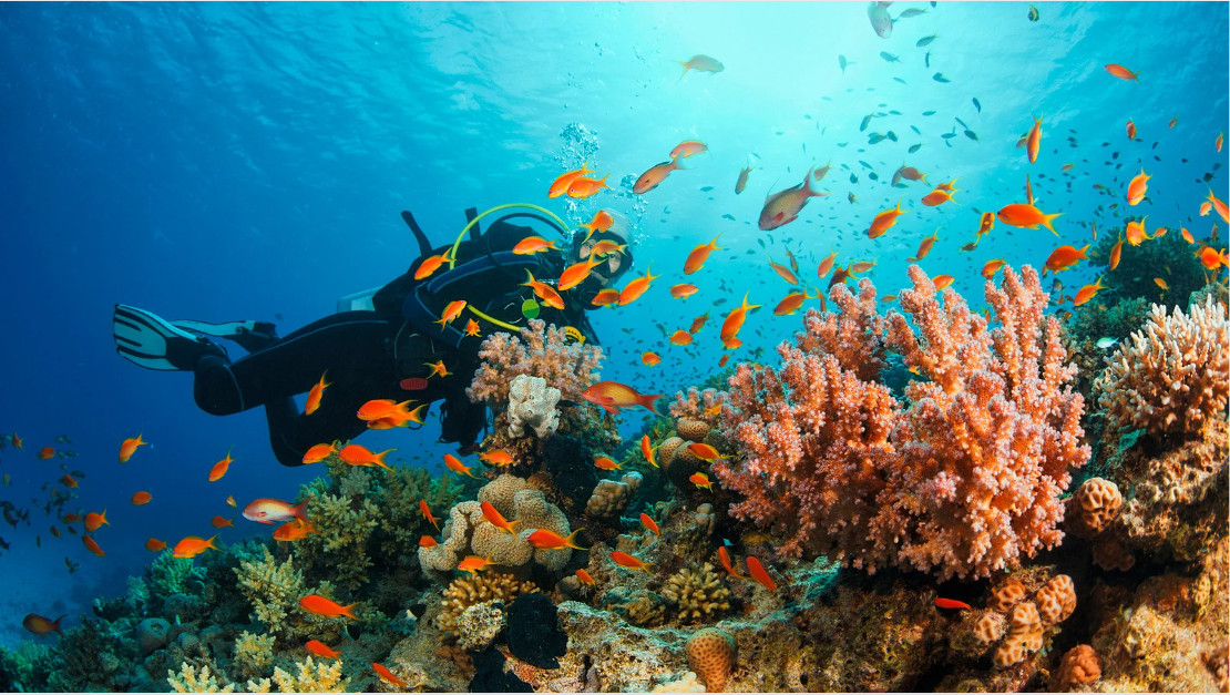 Celebrate International Scuba Diving Day: Top Dive Spots in India