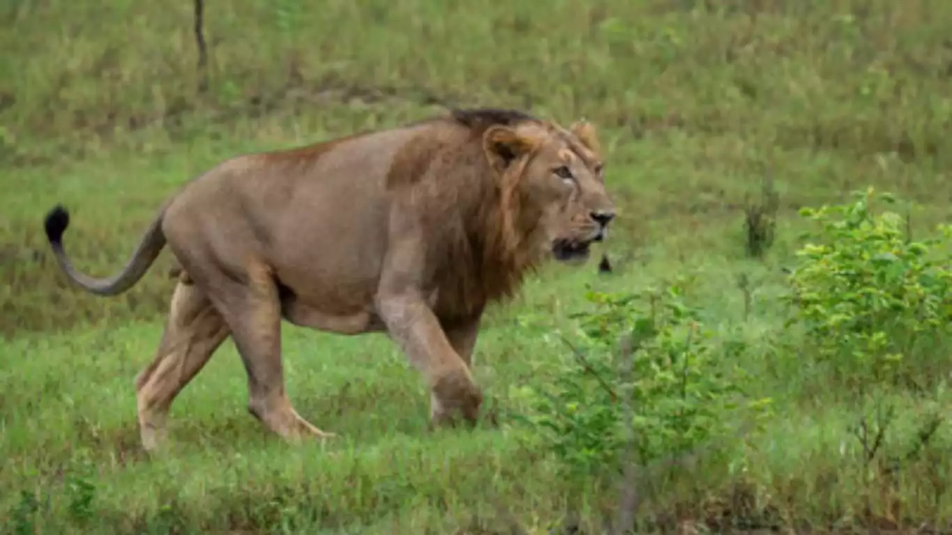 Gujarat Forest Department Introduces Hi-Tech Speed Monitoring System To Safeguard Asiatic Lions in Gir National Park