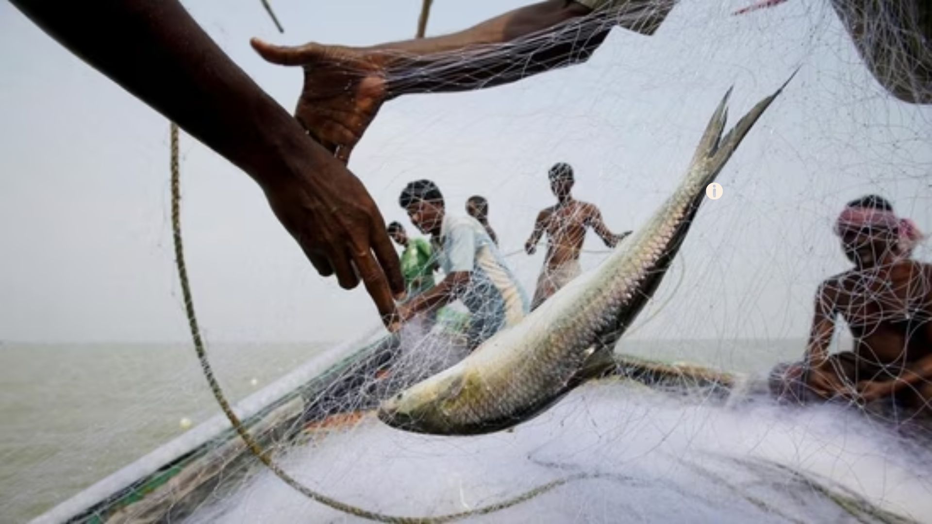 Bangladesh Bans Export of Padma Hilsa fish To India, Defies “The Hilsa Diplomacy” Ahead of Durga Puja