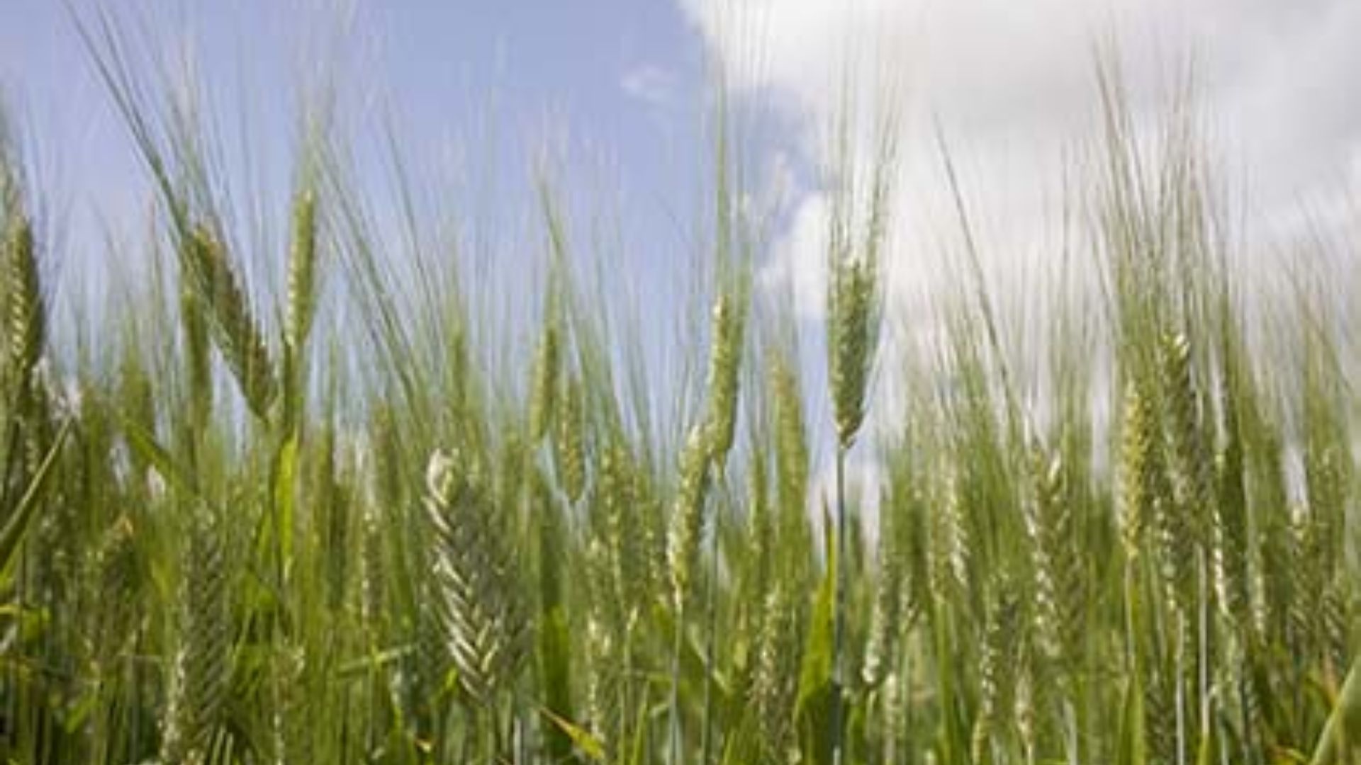 Monsoon Rains Hit Four-Year High, Boost Crop Output