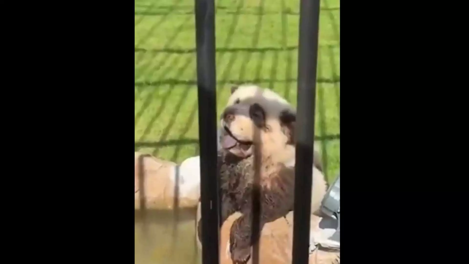 Watch: Chinese Zoo Under Fire for Disguising Dogs as Pandas, Sparks Outrage Among Visitors