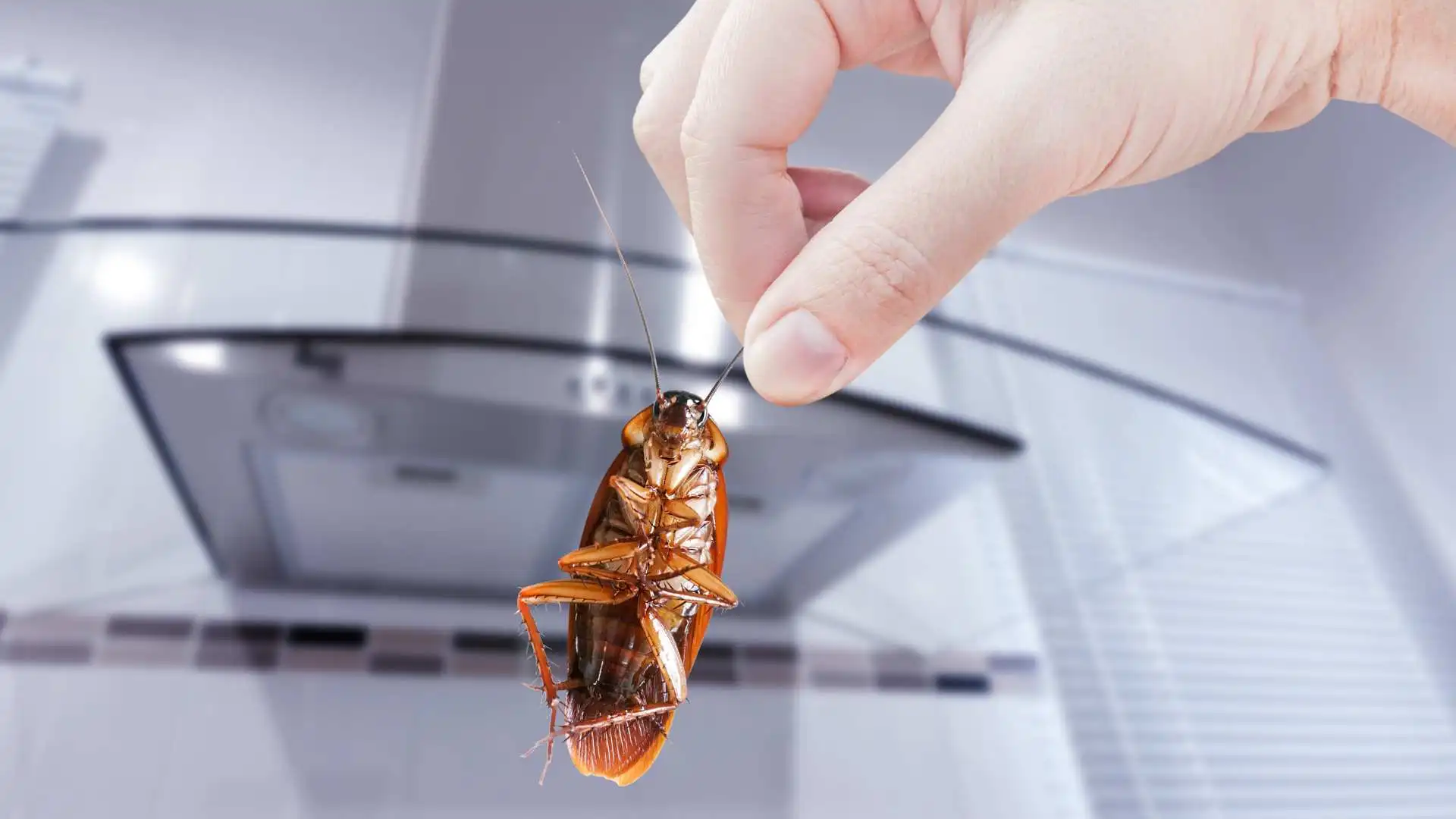 Shocking! Chinese Man Discovers Cockroach Lodged In Trachea After Days Of Foul Breath & Coughing