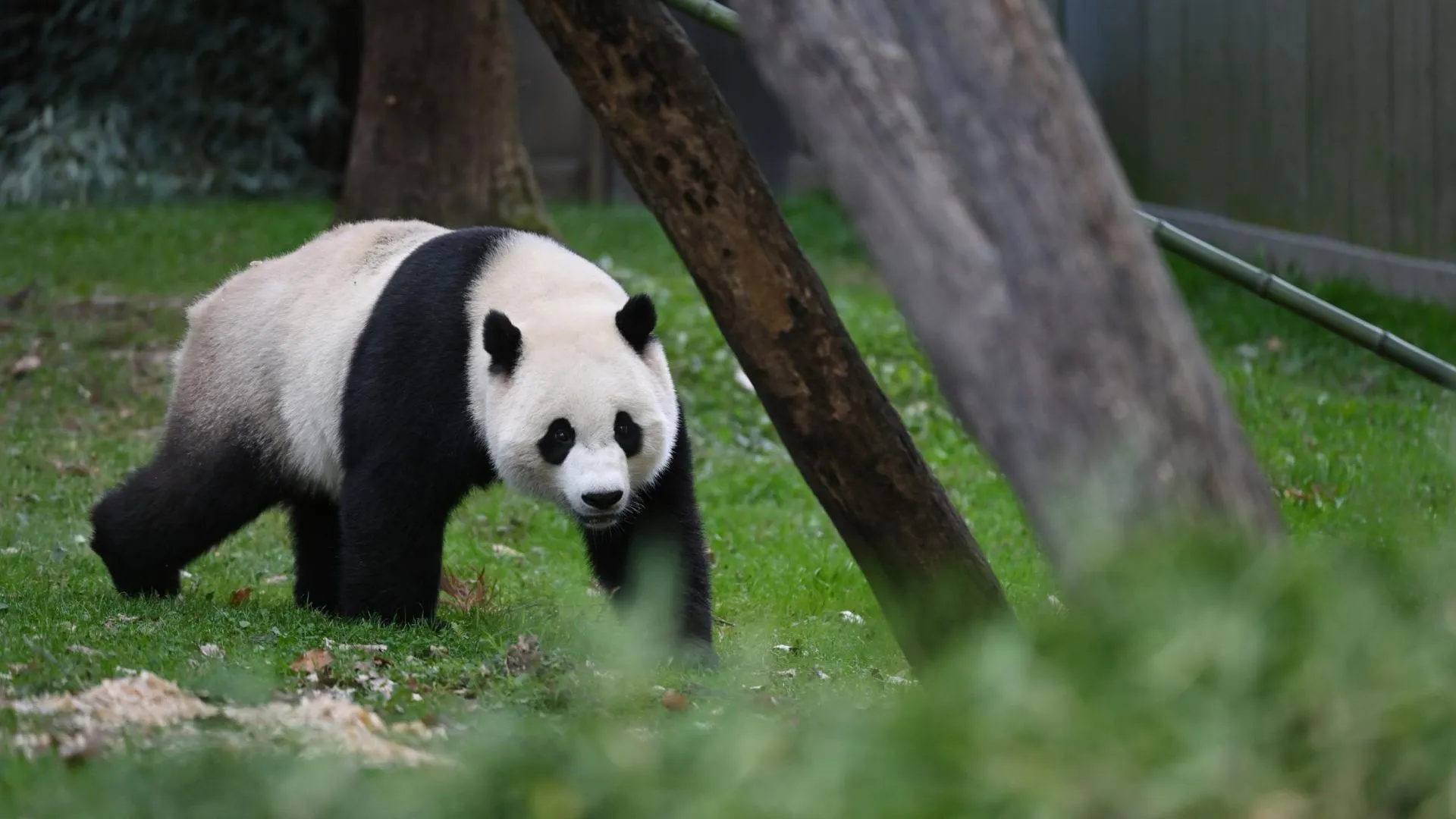 Financial Challenges Force Finland To Send Pandas Back To China