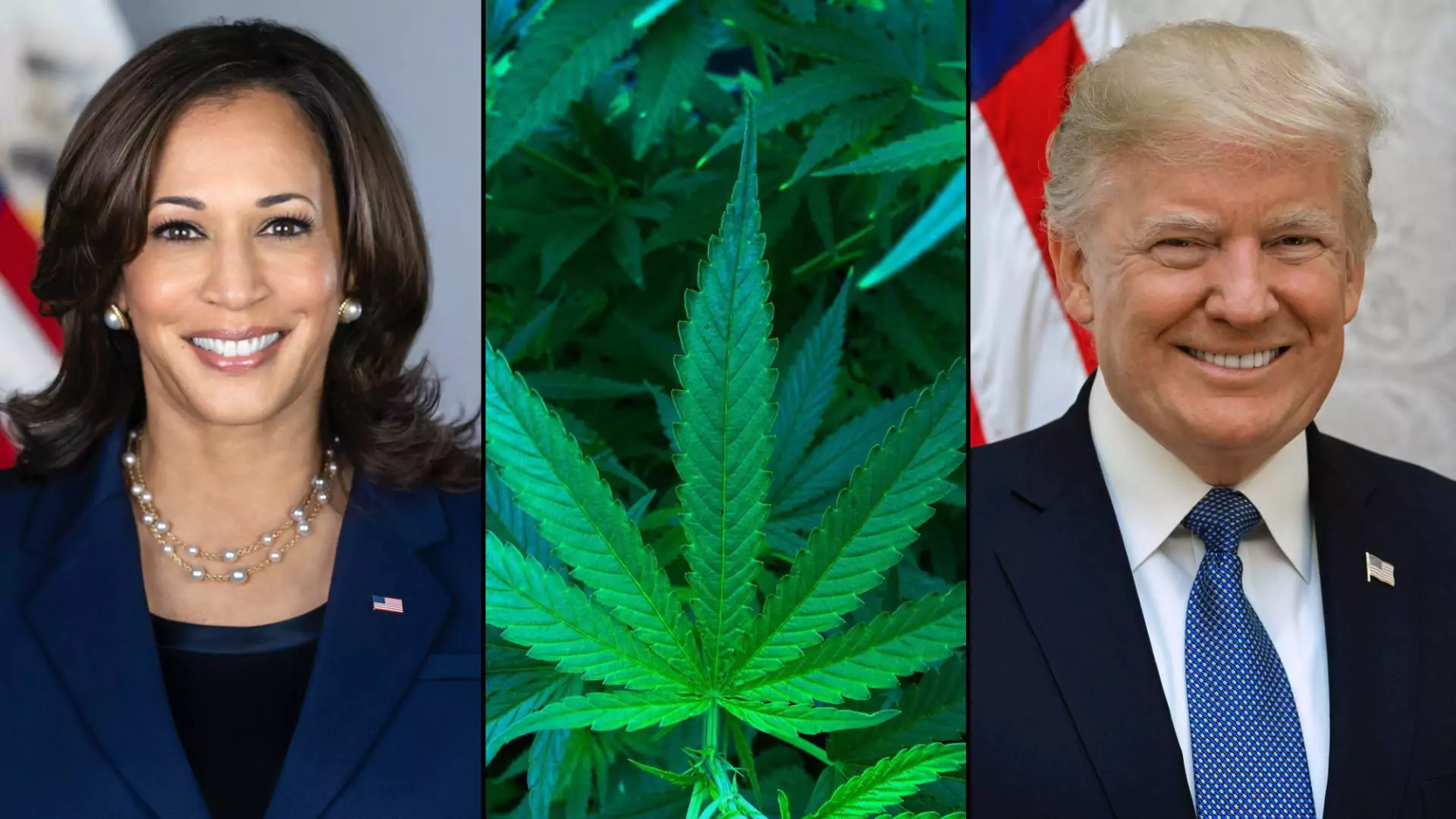 Kamala Harris and Donald Trump: How The Two US Presidential Candidates Differ On Legalizing Marijuana