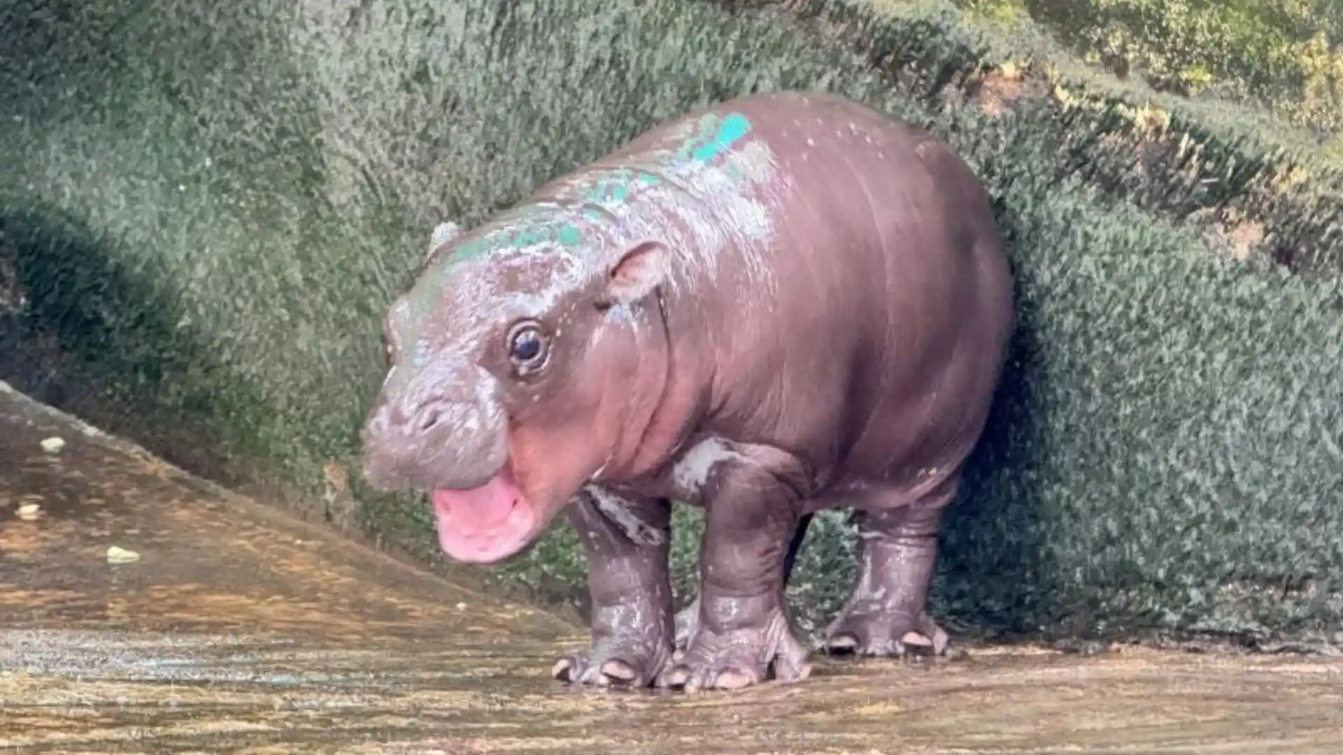 Moo Deng Mania: Baby Hippo Takes The Internet By Storm