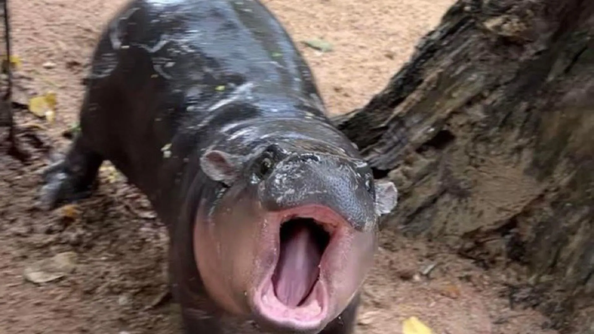 Meet Moo Deng: The Viral Baby Hippo Captivating Hearts Worldwide