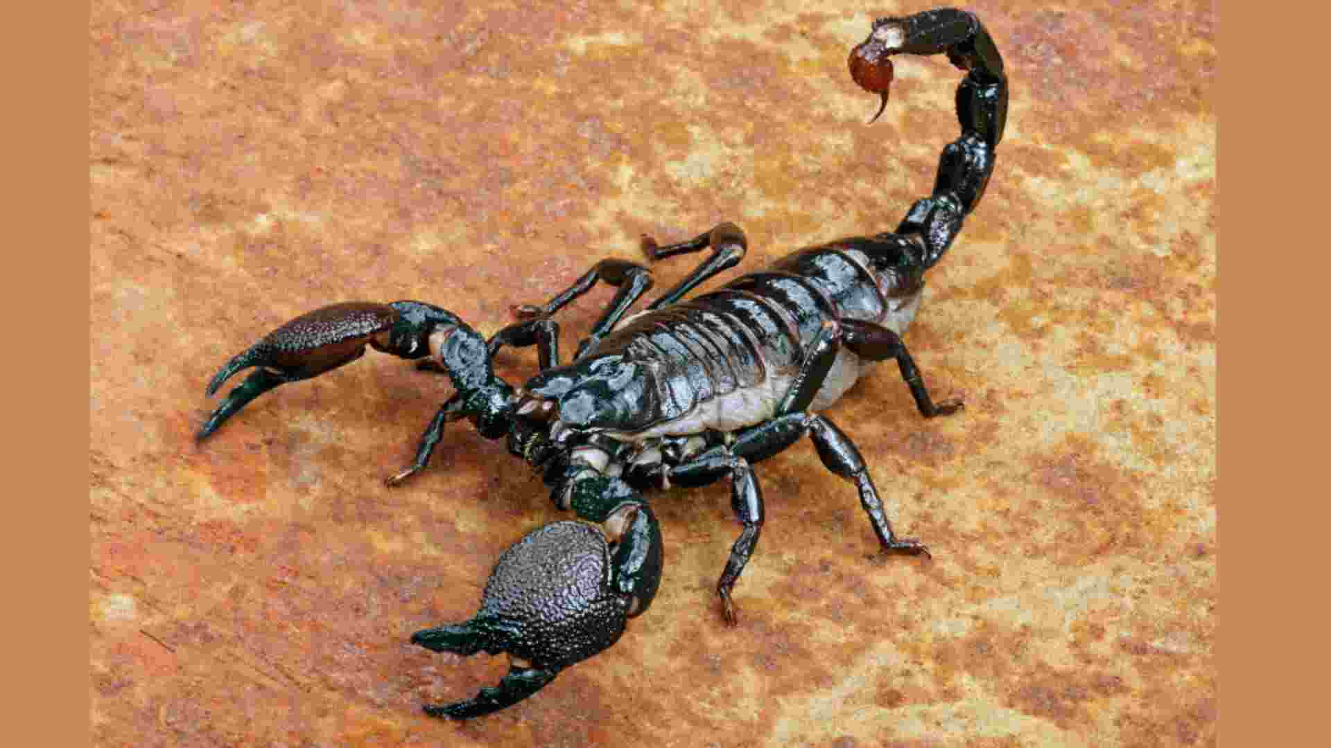 Man Sues Las Vegas Hotel After Scorpion Sting on His Privates Ruins His Sex Life