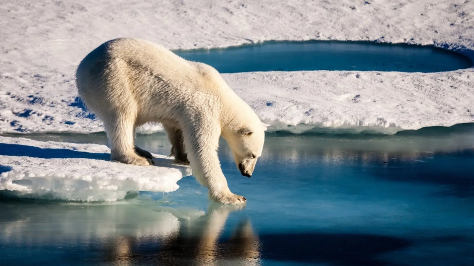 Rare Polar Bear spotted In Iceland In 8 Years, Shot Dead By Police