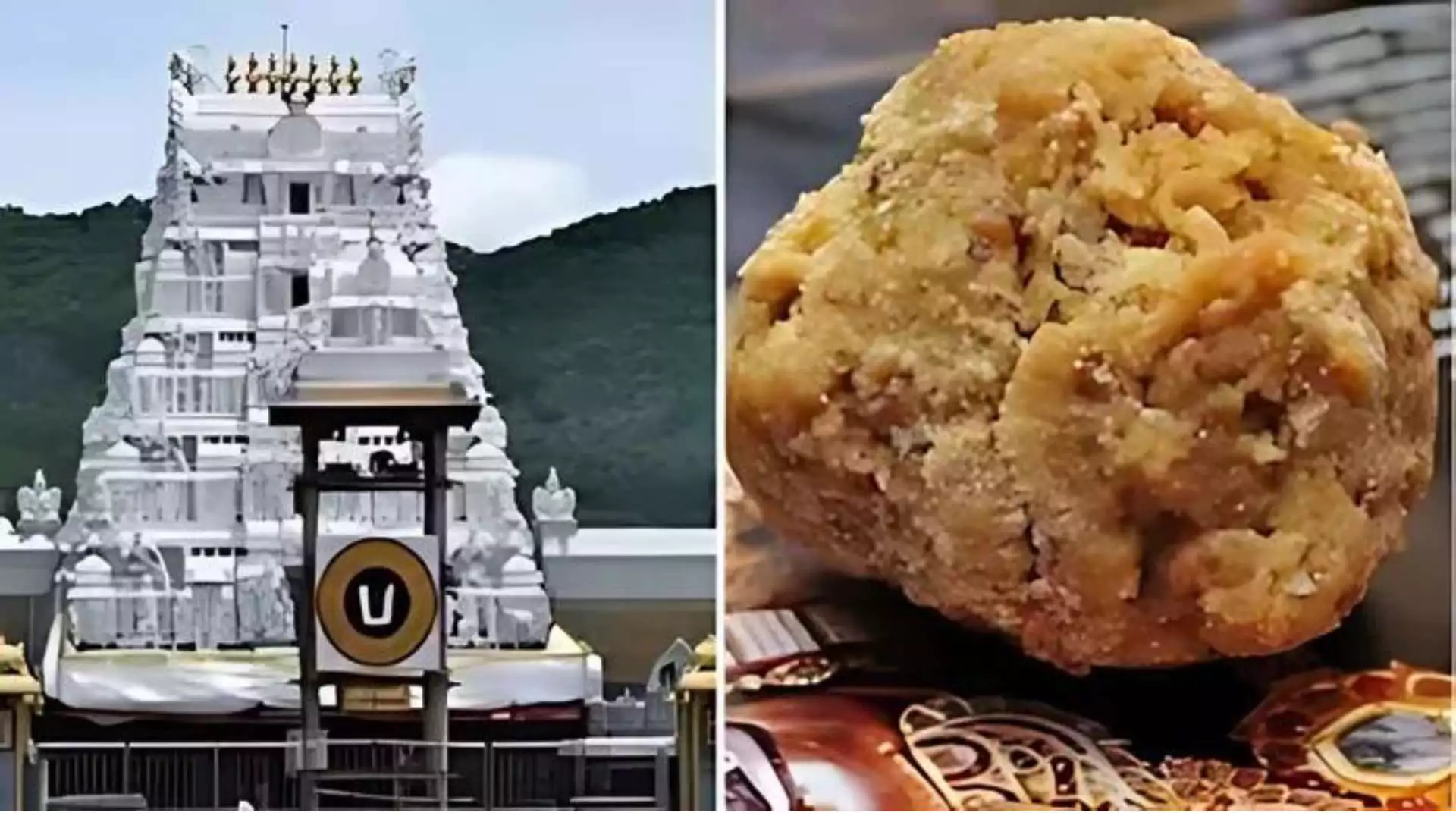 Tirupati Laddu Row: AR Dairy Denies Allegations of Animal Fat in Tirupati Laddu Ghee Amid Controversy