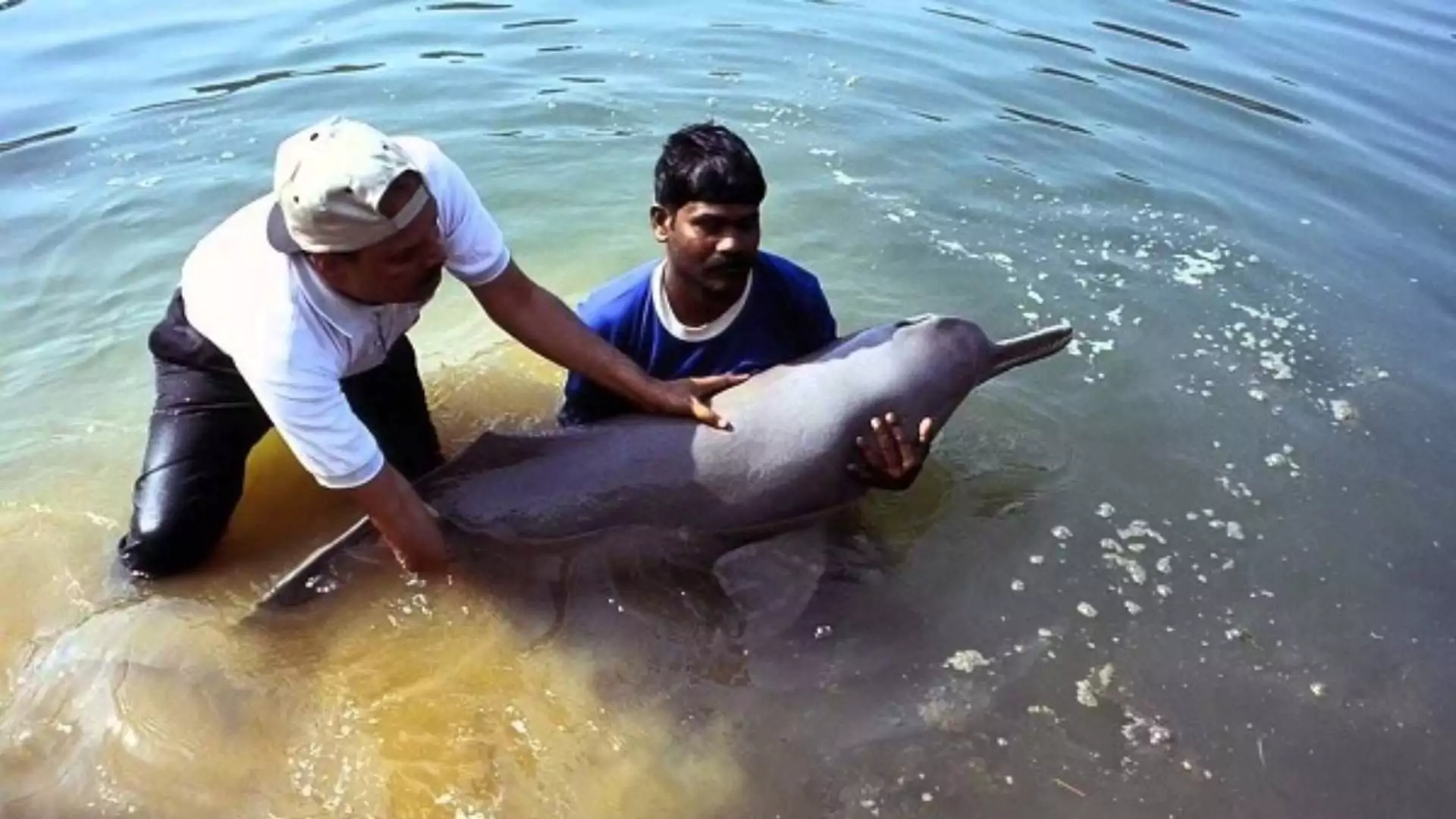 Uttar Pradesh Launches Urgent Rescue Mission to Save Seven Endangered Gangetic Dolphins Stranded in Lucknow Canal