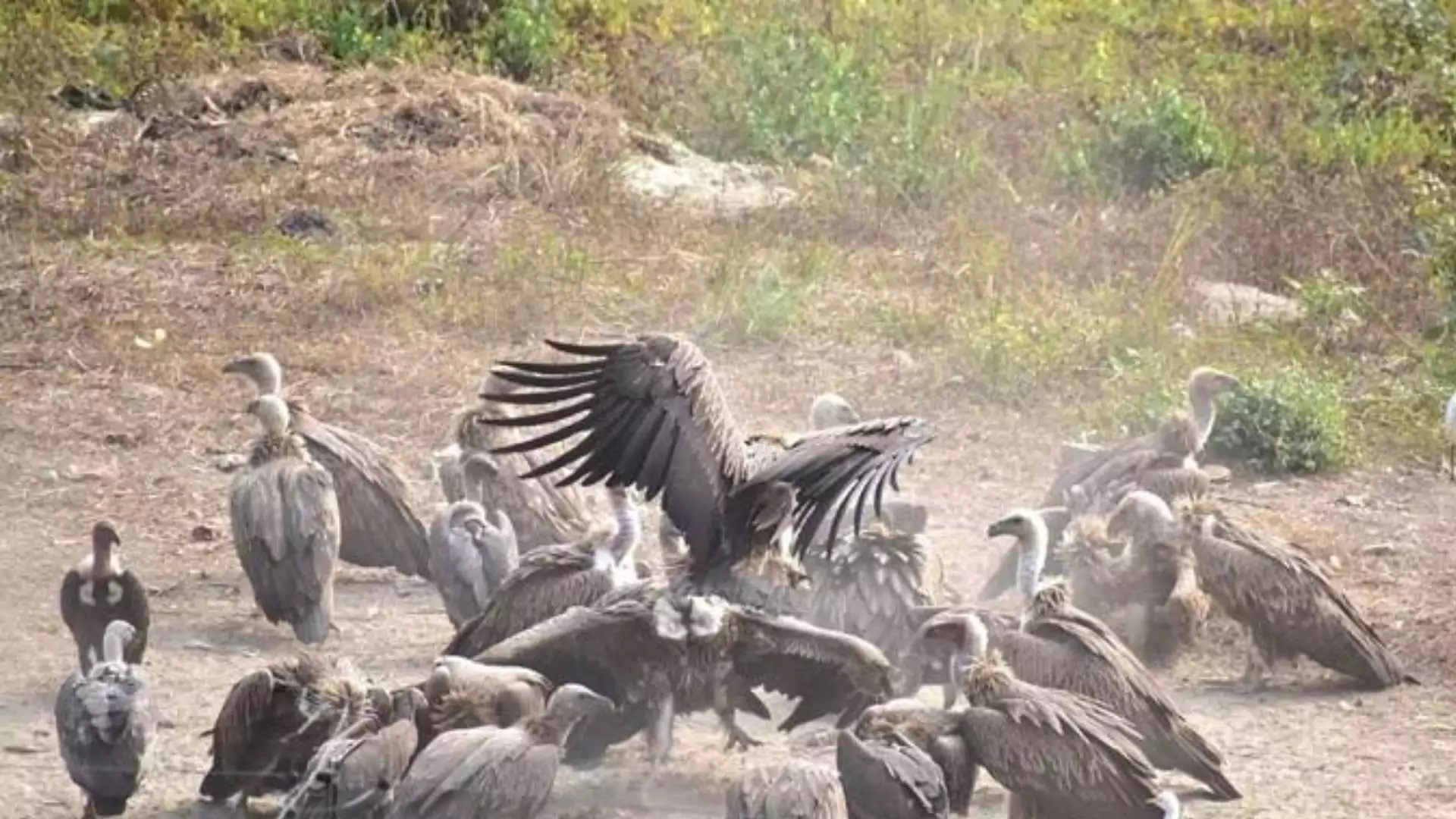 India Faces Challenges in Establishing Safe Vulture Zones, Experts Say