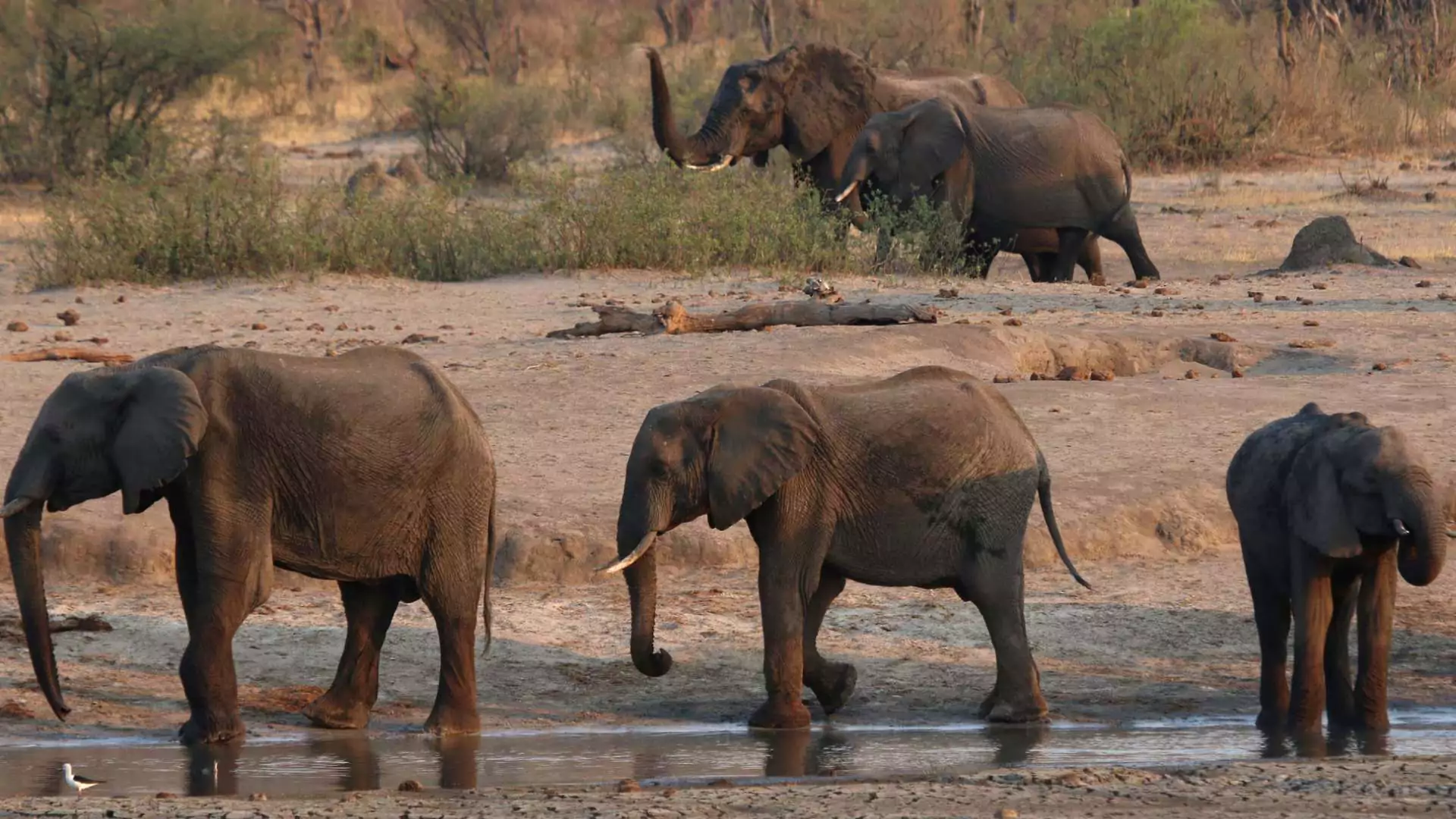 Zimbabwe Plans To Cull Hundreds Of Elephants To Feed People Left Hungry By Drought