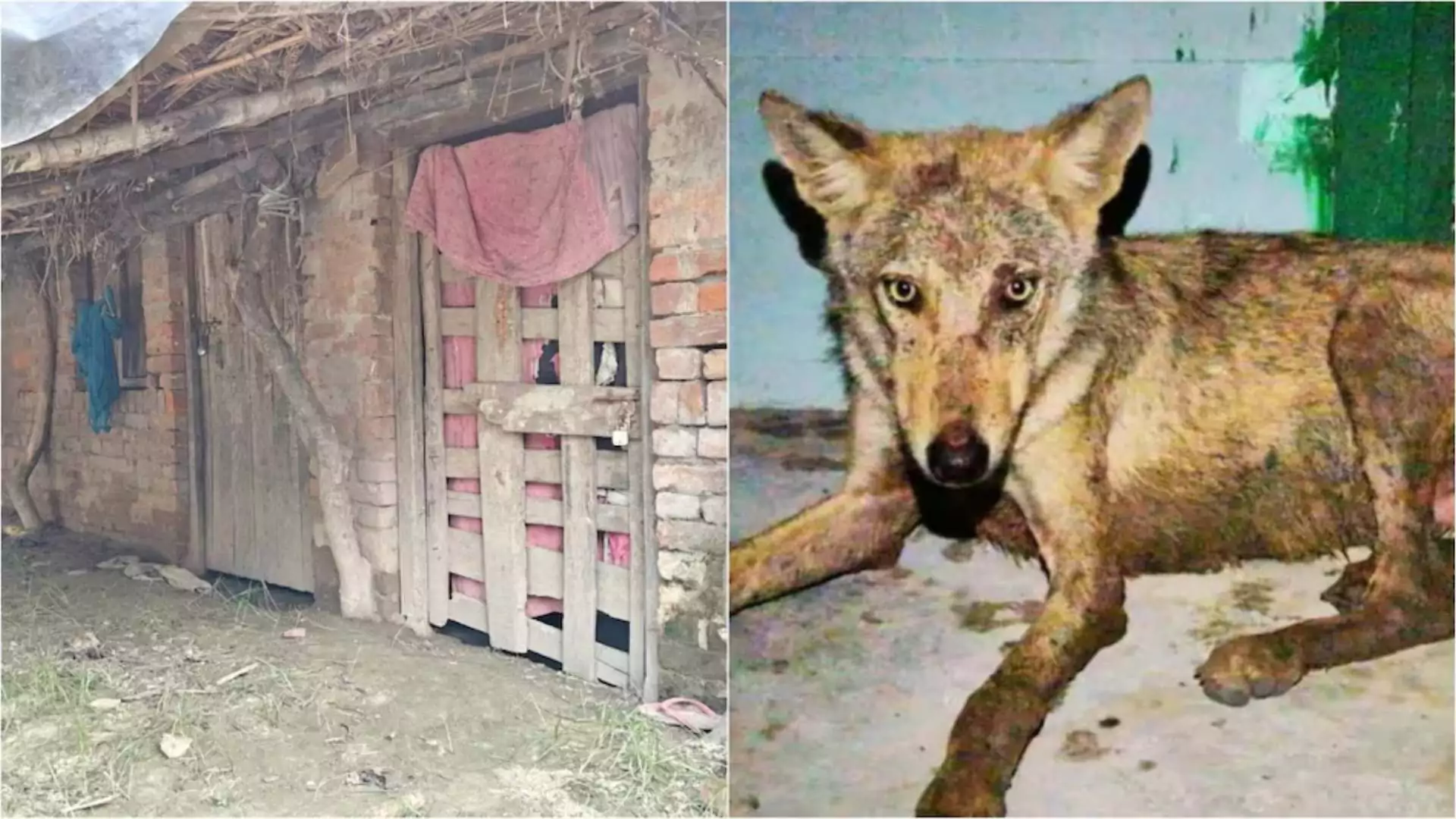 Attacks And Deaths in Bahraich: Understanding The Surge in Wolf Attacks in Uttar Pradesh