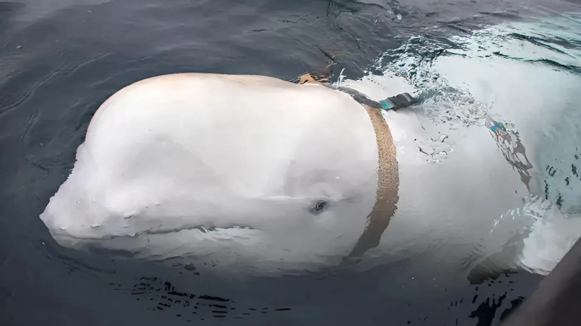 Spy’ Beluga Whale Had Multiple Bullet Wounds, Allege Animal Organisations