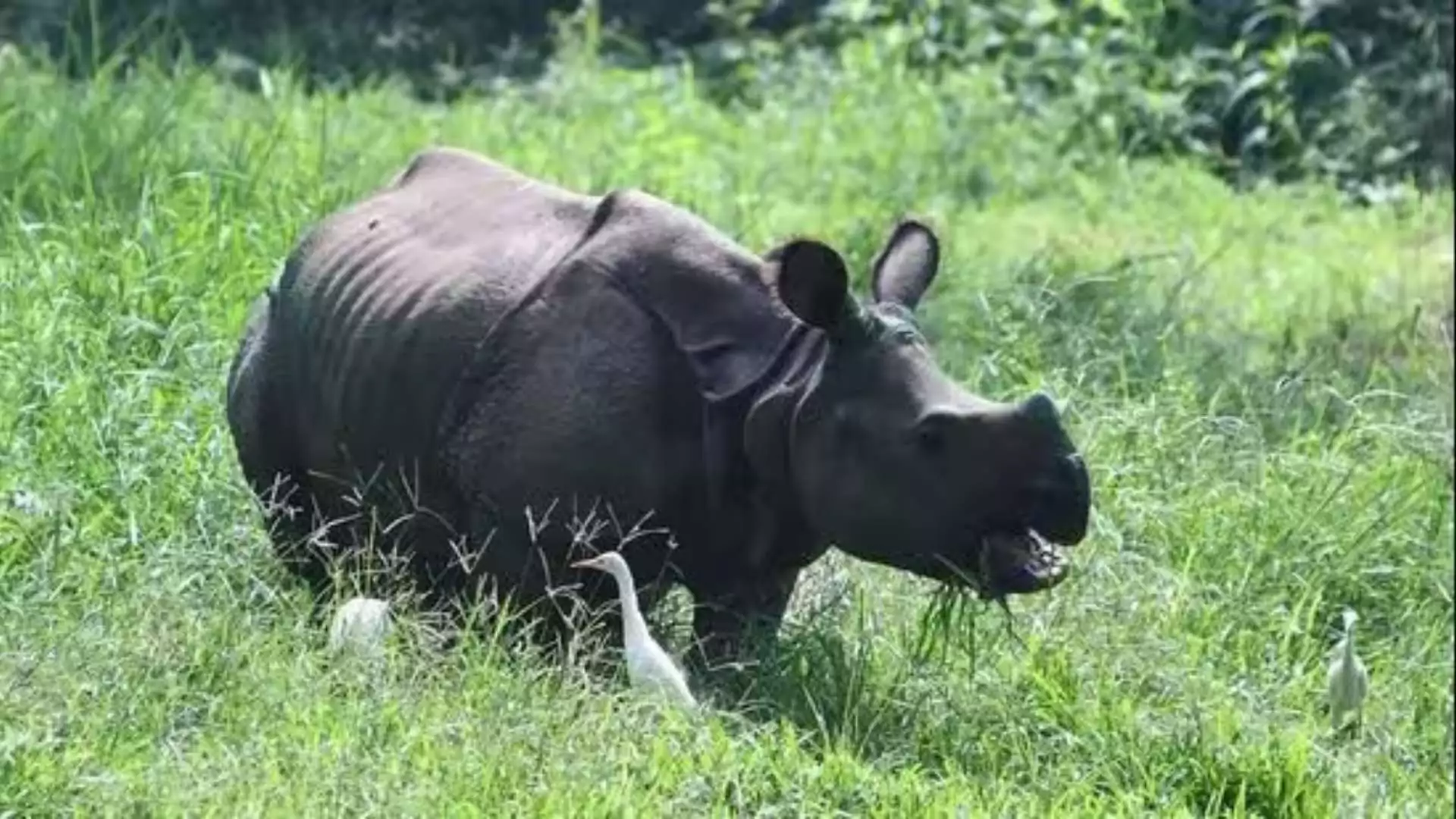 Biker Fatally Attacked by Rhino in Assam After A Wild Chase