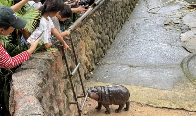 Moo Deng Mania: Baby Hippo Takes The Internet By Storm