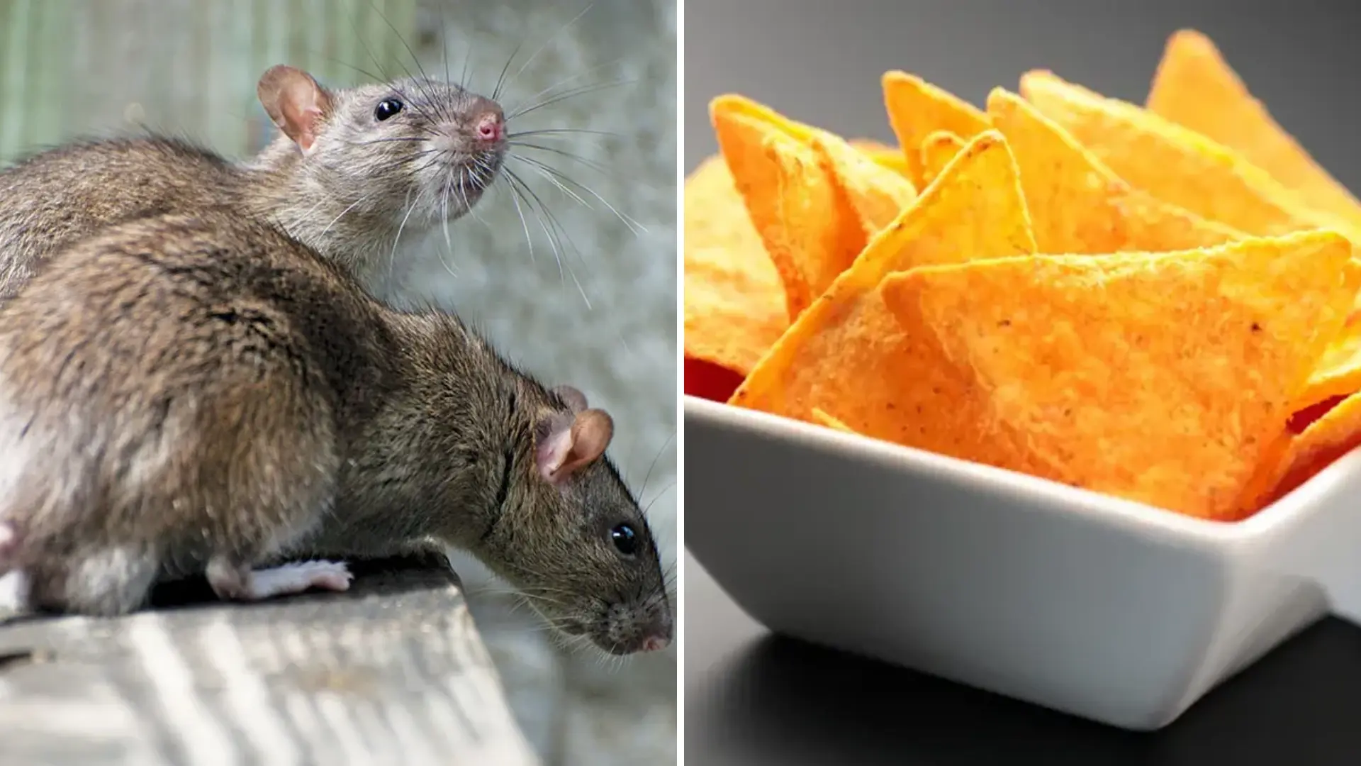 Common Food Dye Used In Doritos Makes Mice Transparent, New Study Hints Medical Uses