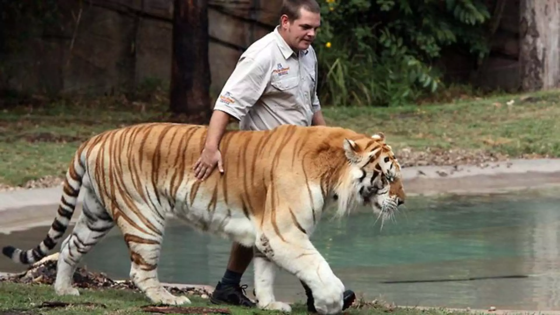 Tiger Handler Mauled at Gold Coast Theme Park; Dreamworld Incident Raises Safety Concerns