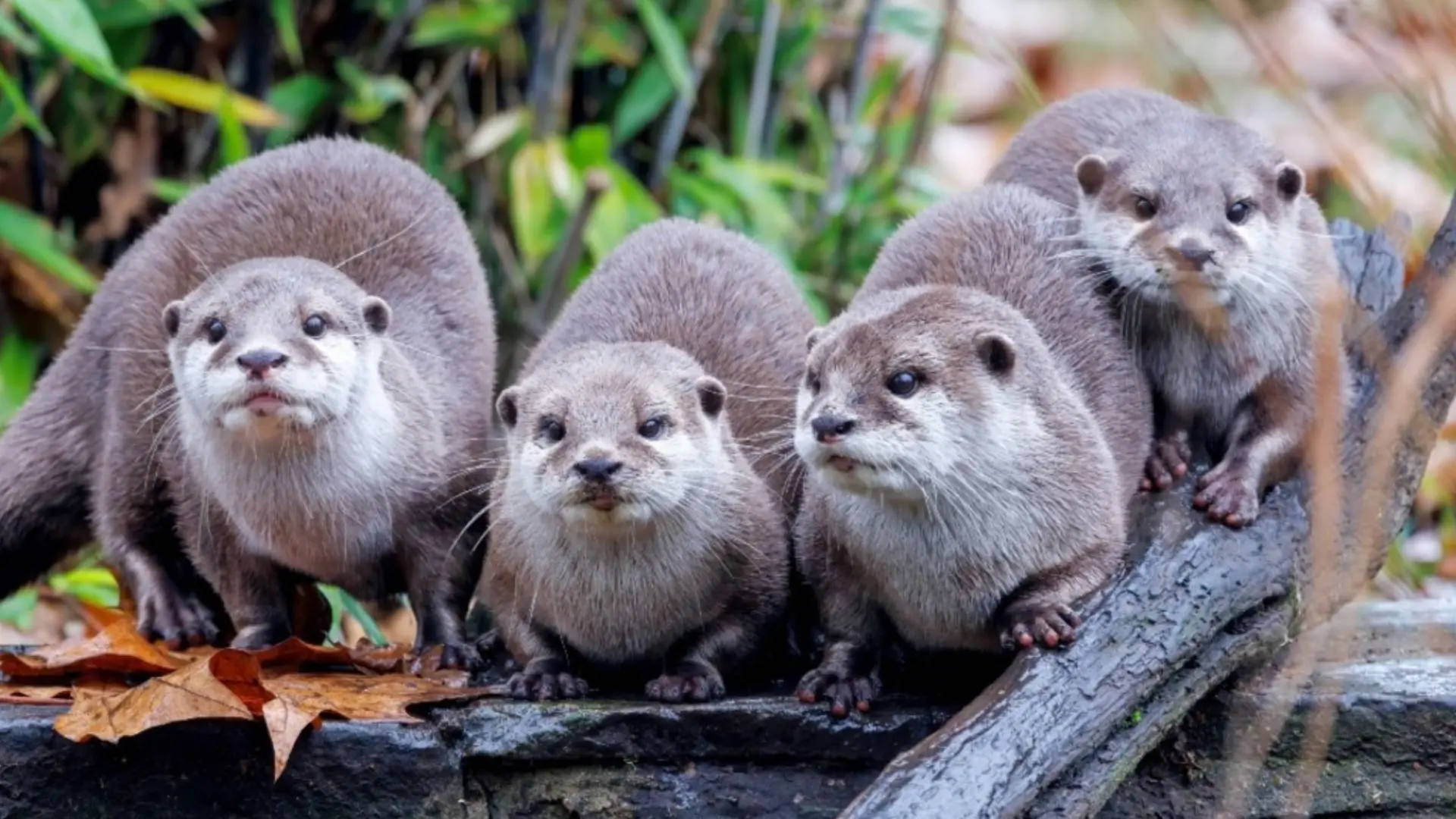 30-Year-Old Malaysian Woman Left Bleeding After A Bevy Of Hungry Wild Otters Attack Her On Road