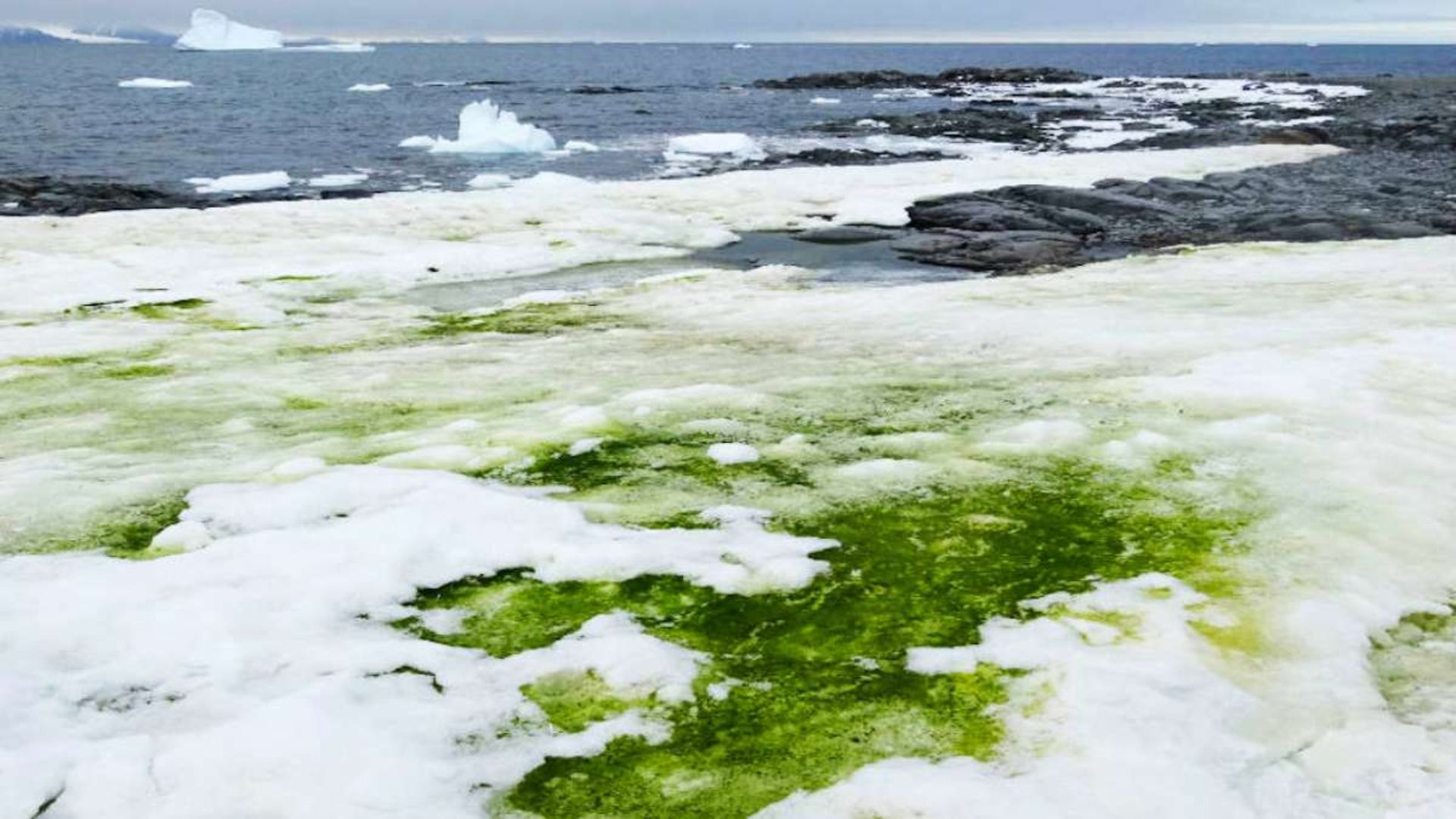 Antarctica’s Greening Accelerates Dramatically: Study Finds