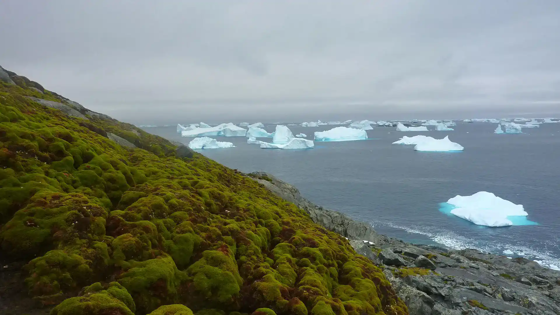 Antarctica Turns Green: Rapid Plant Growth Signals Alarming Climate Change Impact