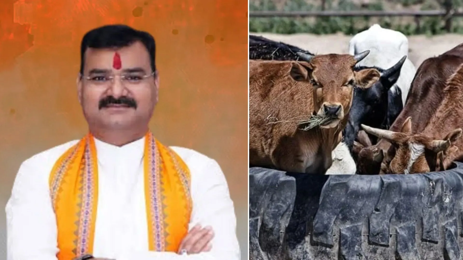 Can Petting Cows Really Cure Cancer & Lower Blood Pressure? BJP Minister’s Claims Spark Outrage