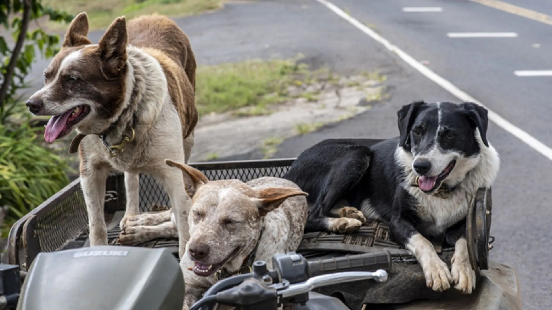 BSP Leader Detained For Poisoning & Killing 16 Stray Dogs In Tamil Nadu