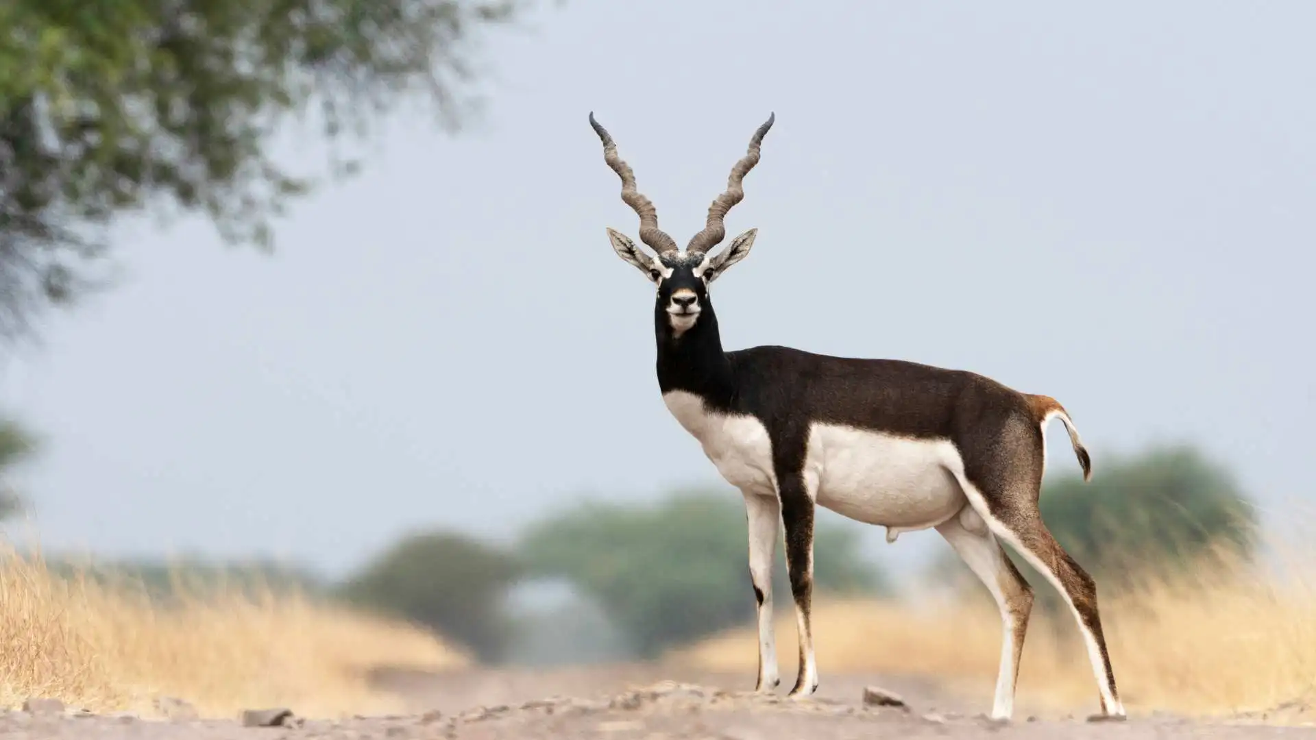 Blackbuck Found Dead Near Bhopal: Investigation Launched Following Injuries