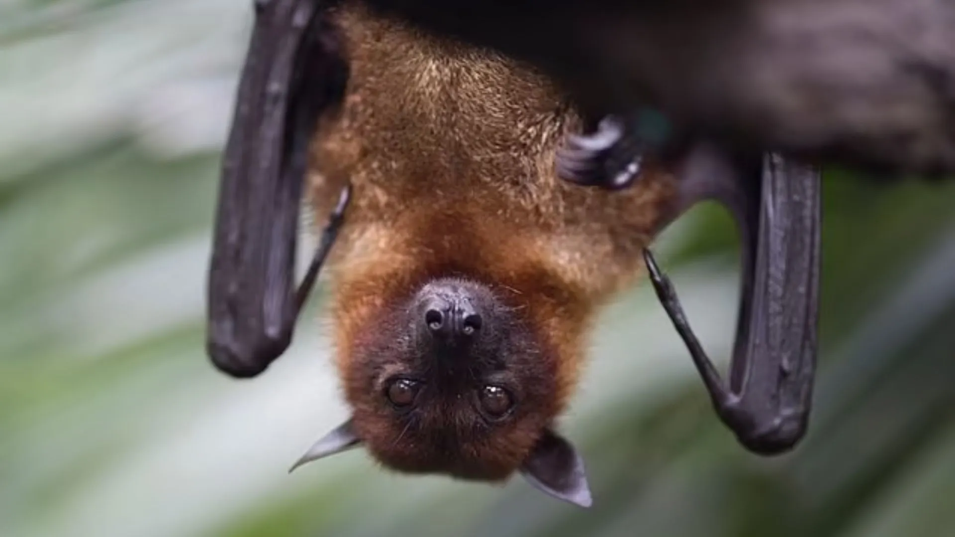 Canada: Ontario Child Dies From Rabies Due To Bat Exposure In Bedroom