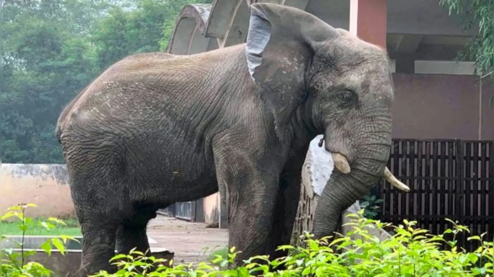 Delhi Zoo’s Membership Suspended by Global Association, WAZA