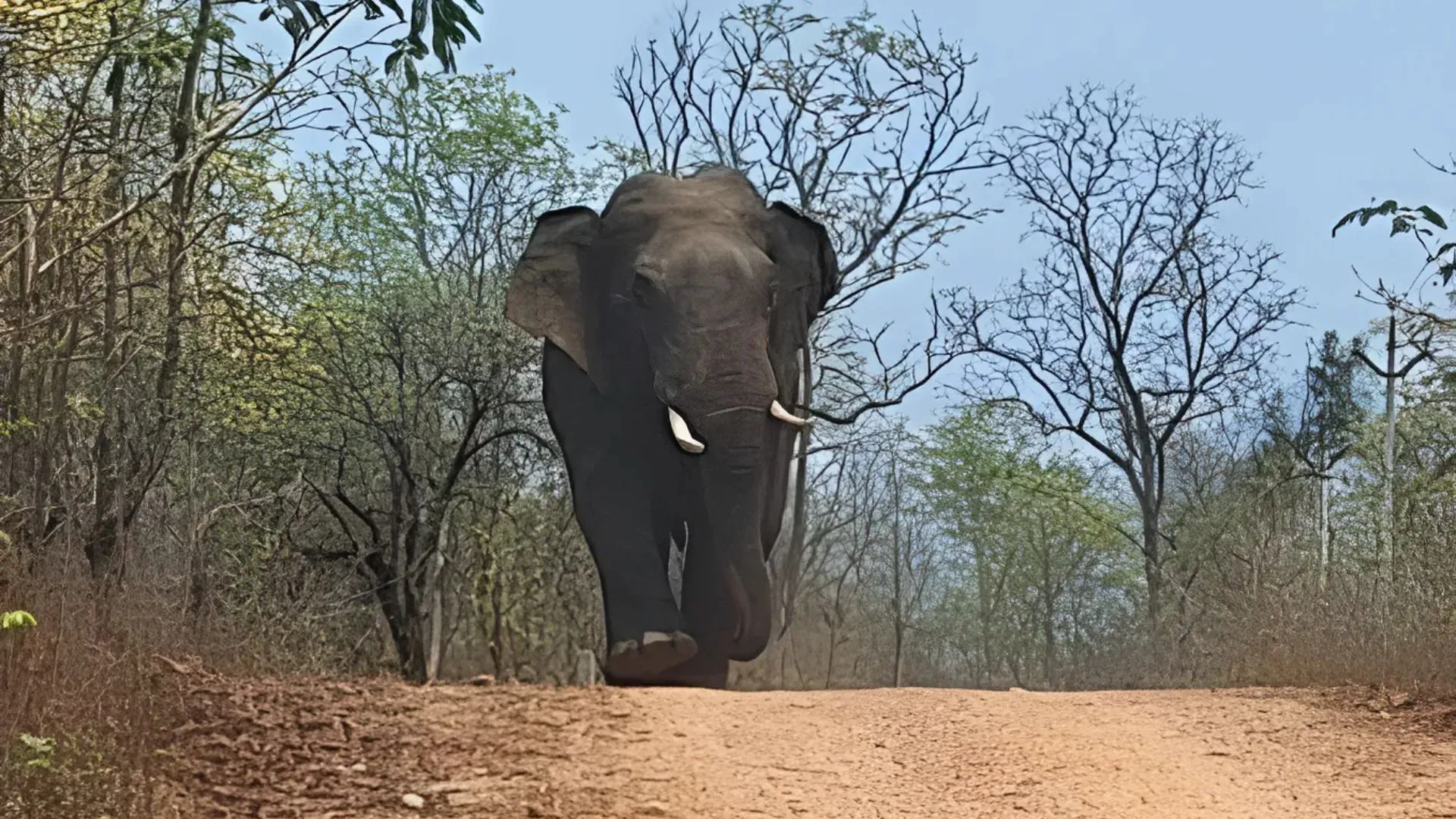 Selfie Mishap Turns Fatal As Wild Elephant Kills Labourer In Maharashtra Forest