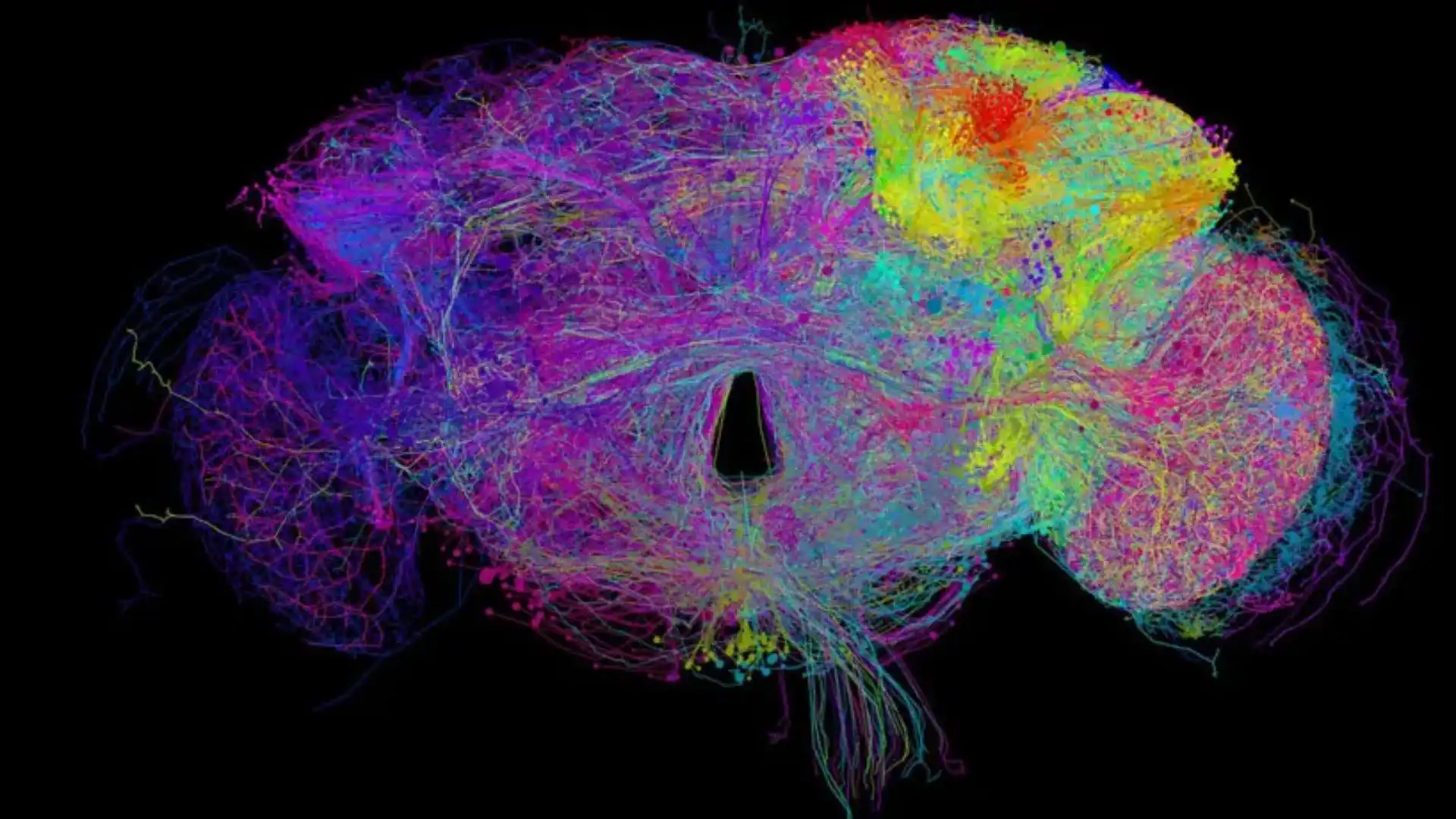 Fruit Fly Brain Mapping: A Game Changer For Neuroscience Research