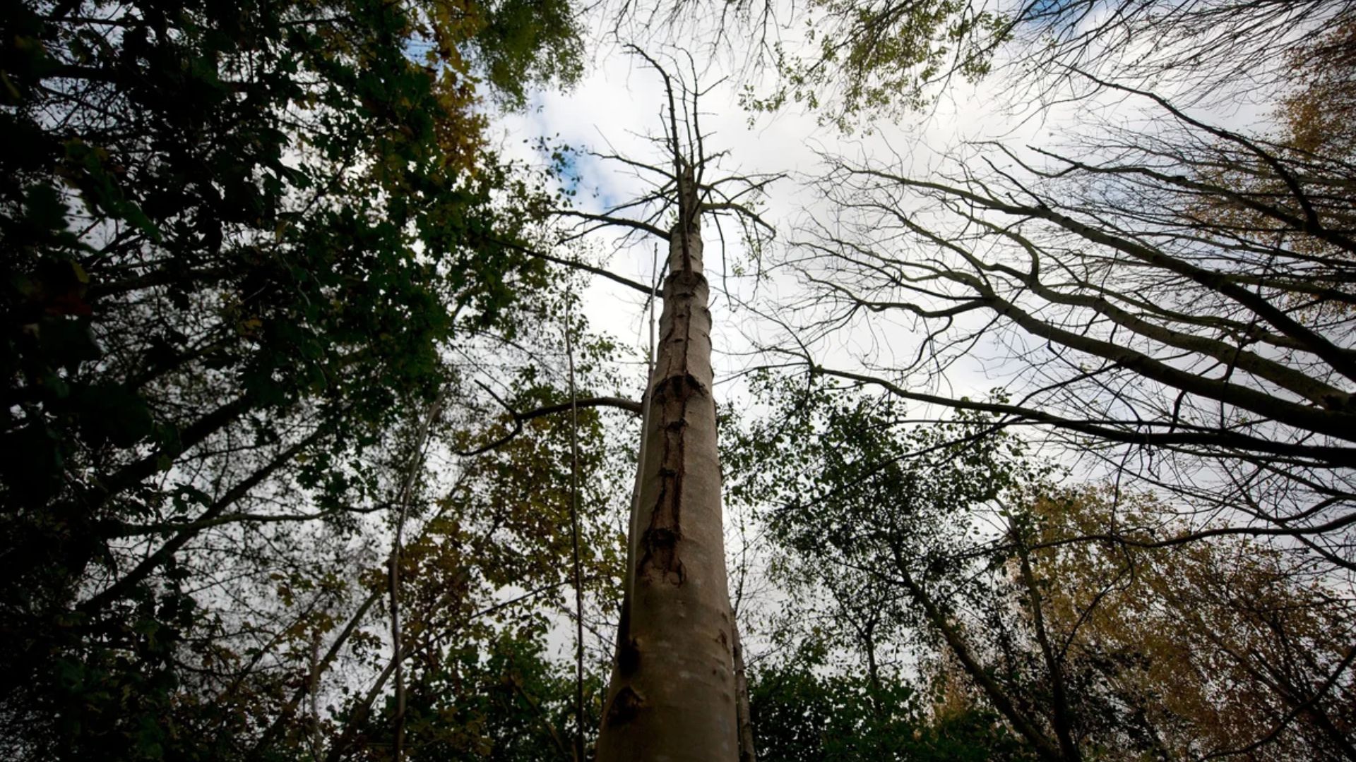 Global Tree Extinction Crisis: Over A Third of Species At Risk