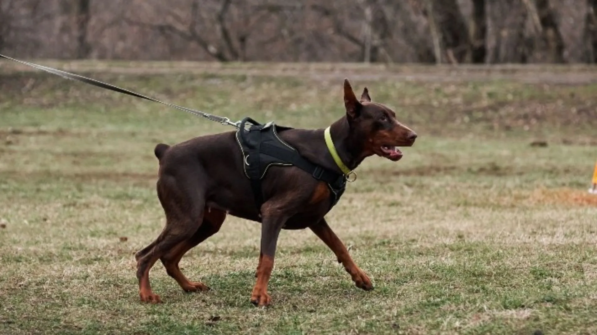 Heroic Police Dog Helps Recover ₹1.07 Crore Stolen From Farmer’s House In Gujarat