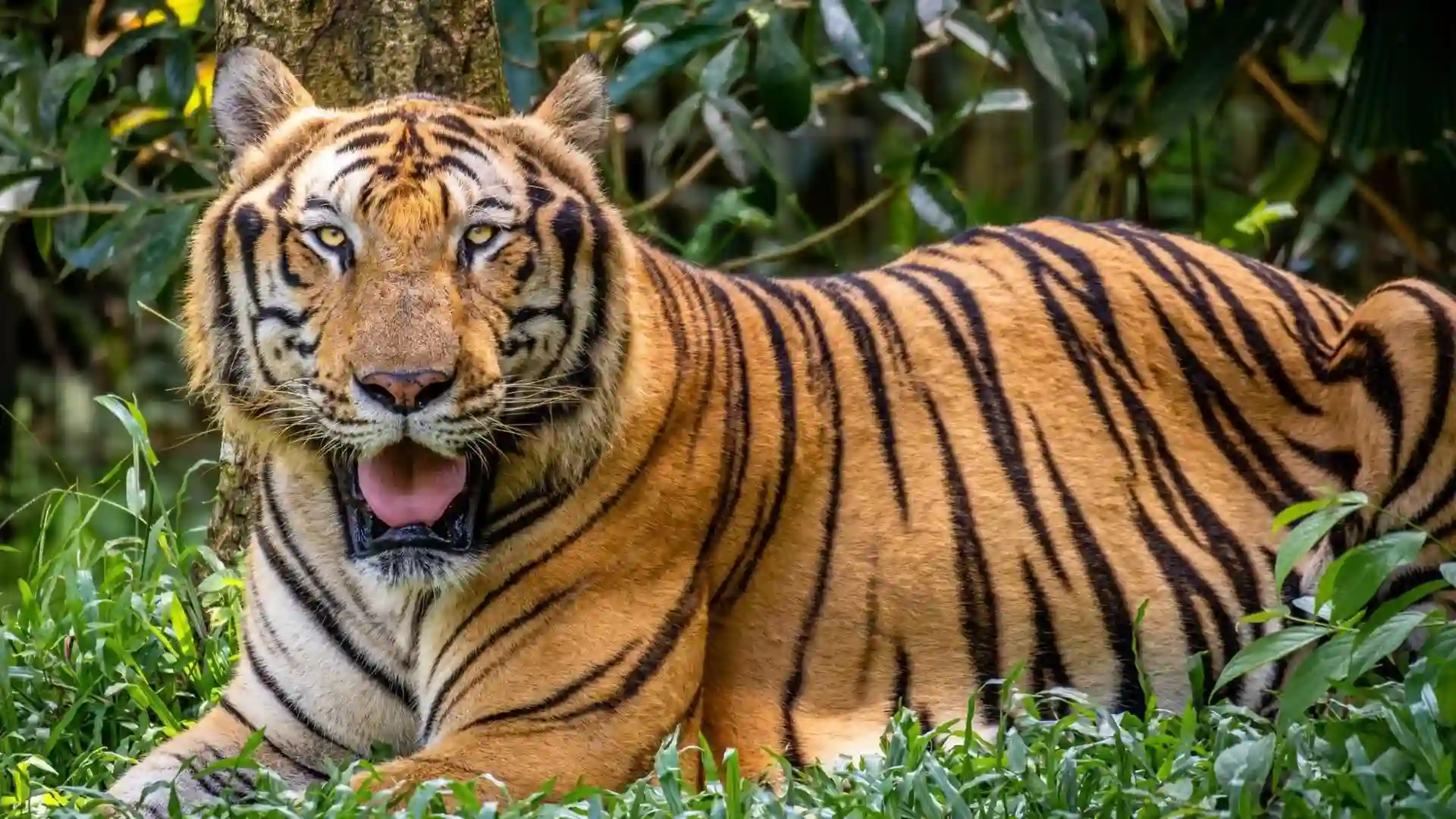 H5N1 Virus Suspected In Deaths of 47 Tigers And Three Lions At Vietnamese Zoos