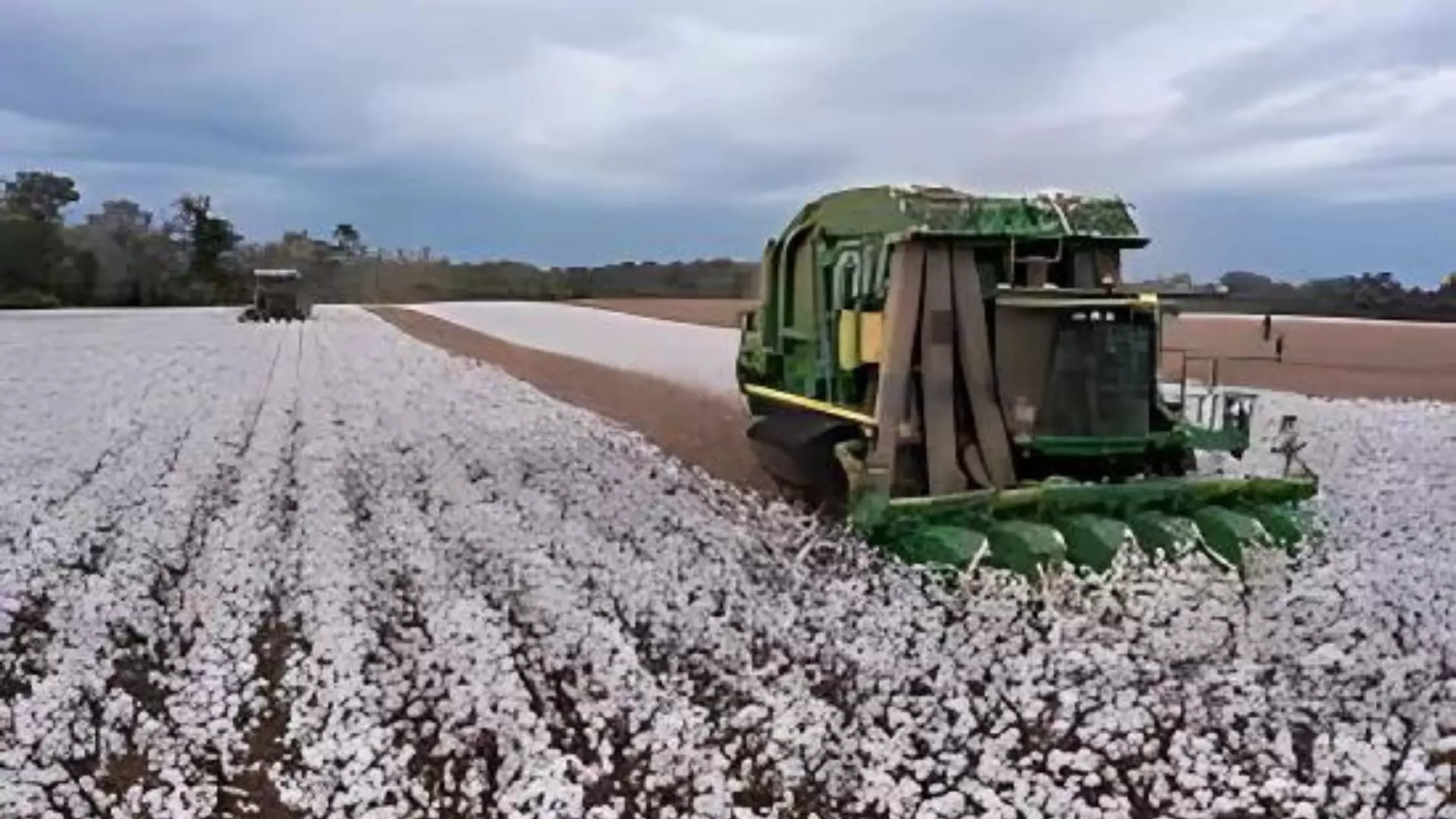 Cotton Growers Suffer Major Losses from Hurricane Helene, Delayed Harvest Threatens Profits