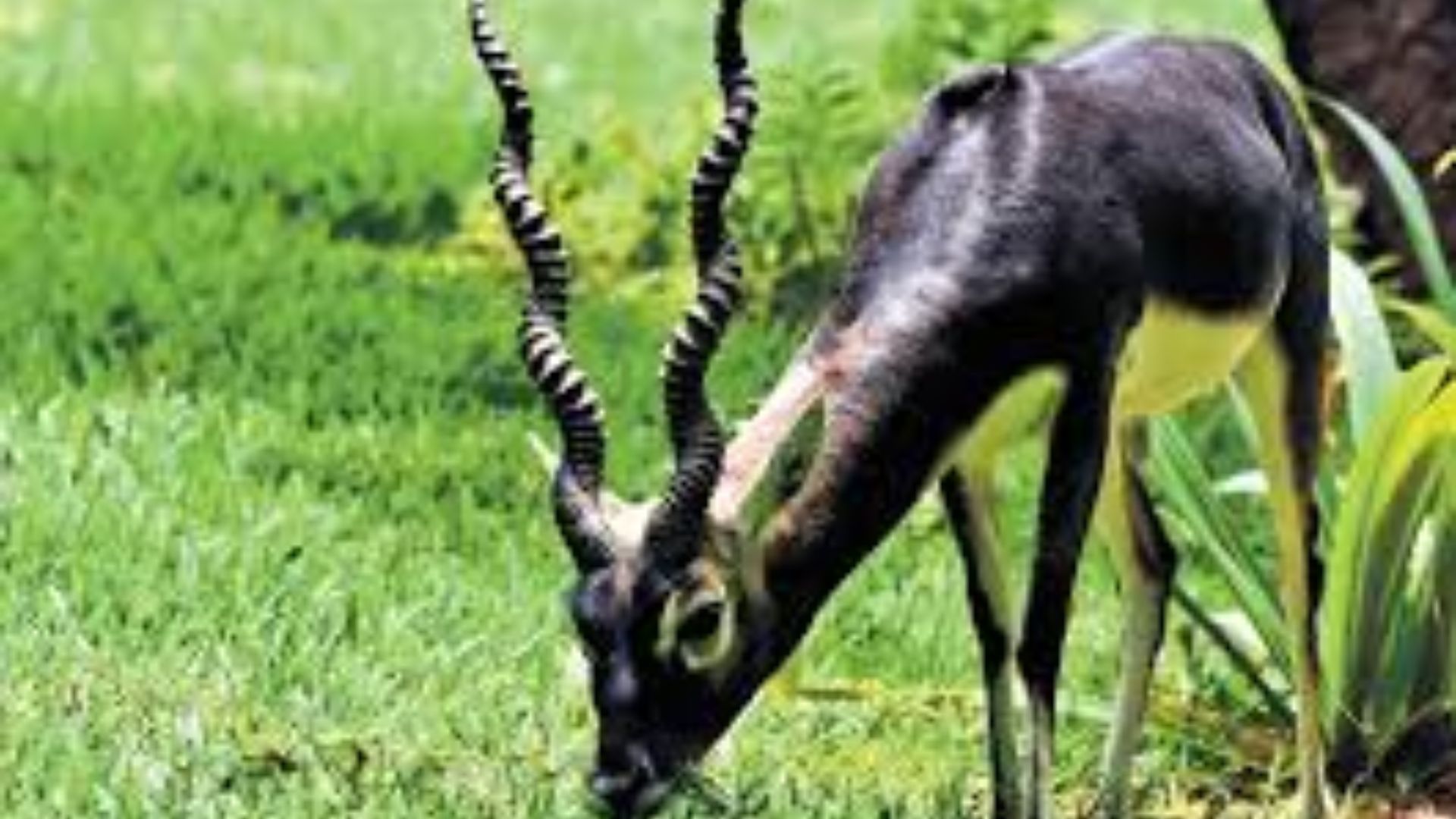 Roadkill And Disease Threaten Wildlife At IIT Madras