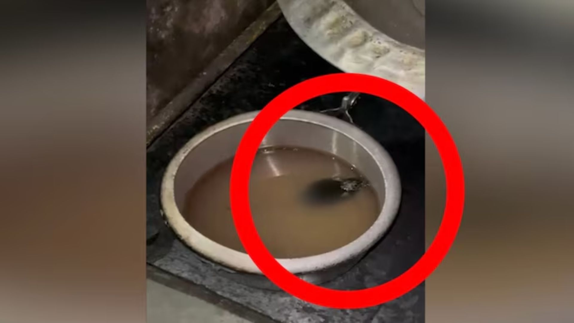 Rats Found In Utensils And Raw Food At IIT Roorkee Canteen