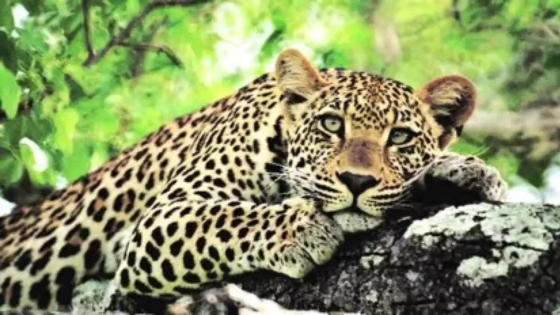 Leopard Attack Claims Life of Woman in Maharashtra Village