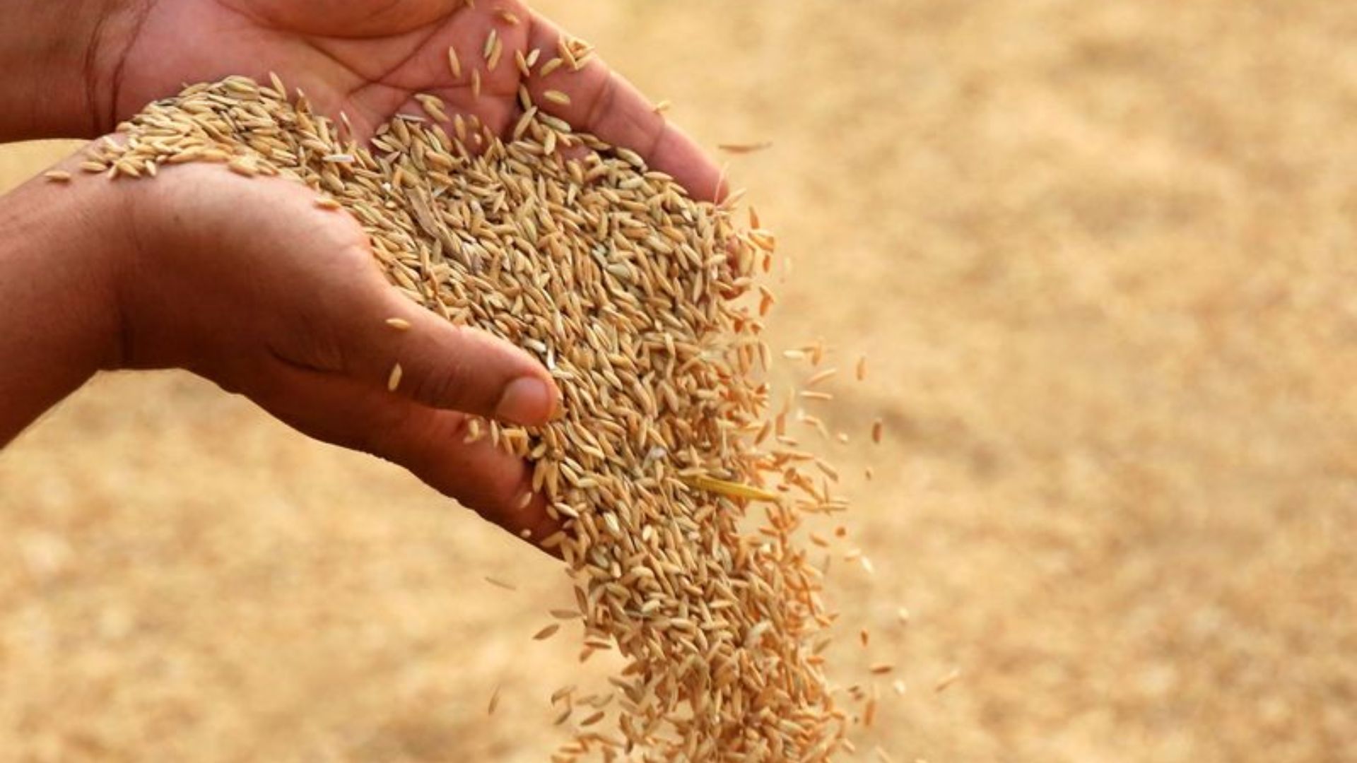 Chhattisgarh To Start Paddy Procurement At MSP From November 14